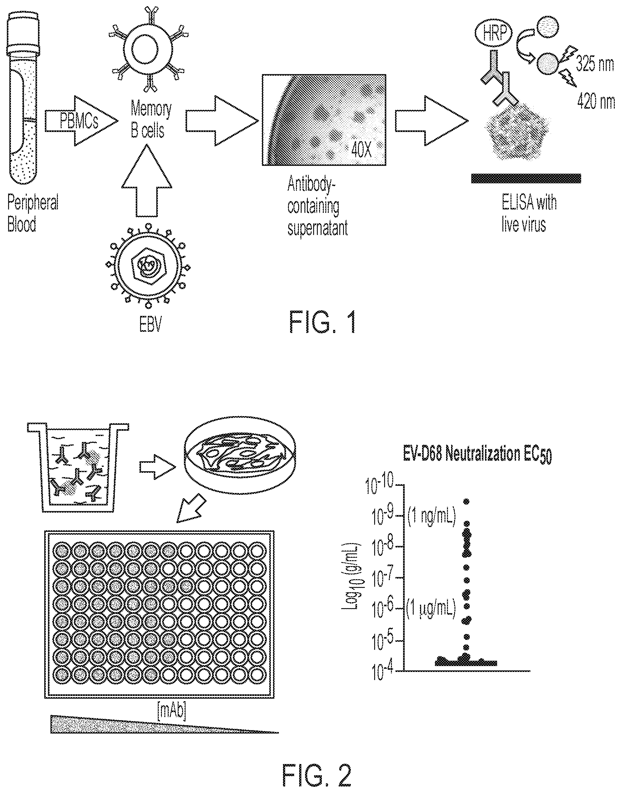 Patent US12410241 Figure 1 – Human monoclonal antibodies to enterovirus D68