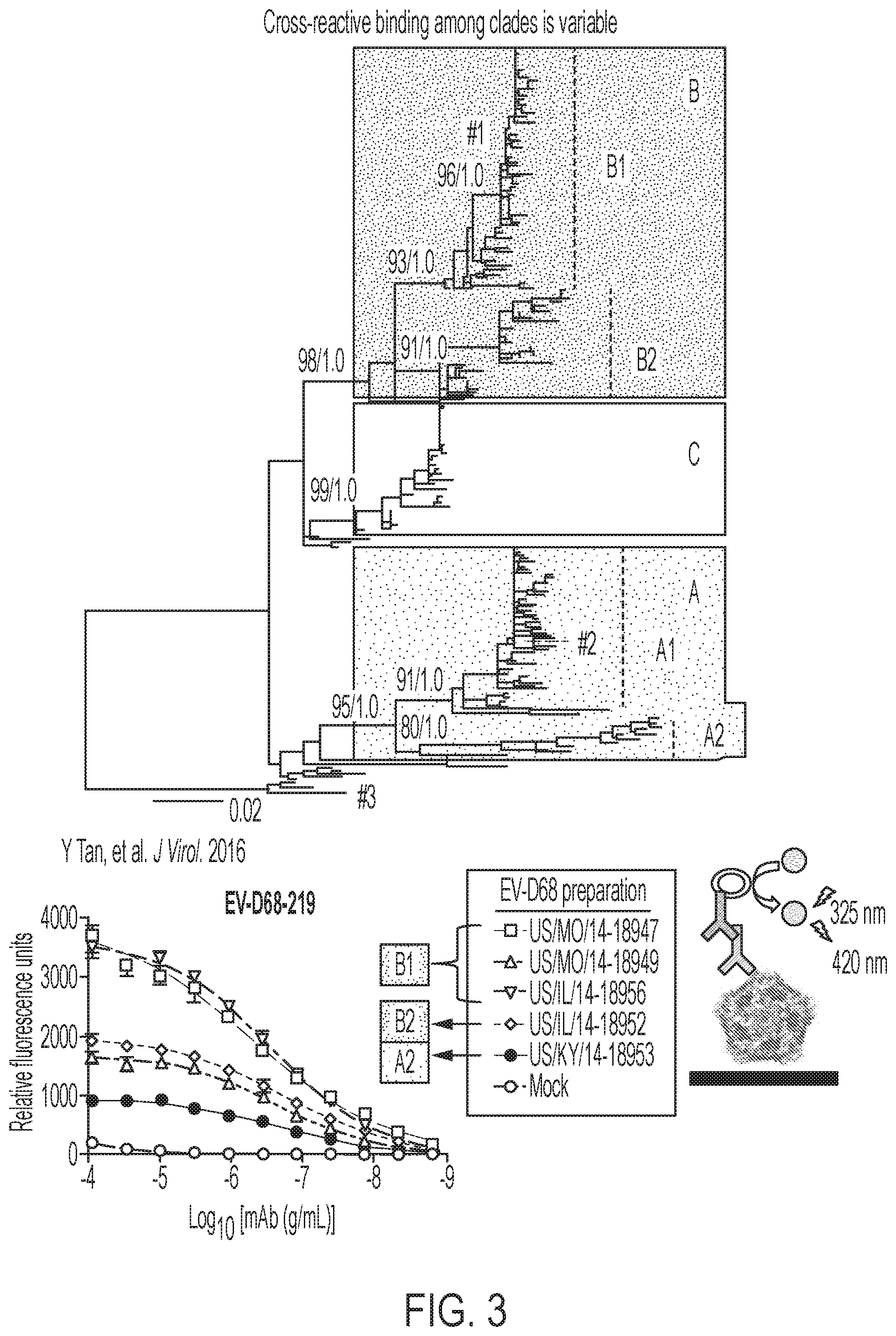 Patent US12410241 Figure 2 – Human monoclonal antibodies to enterovirus D68