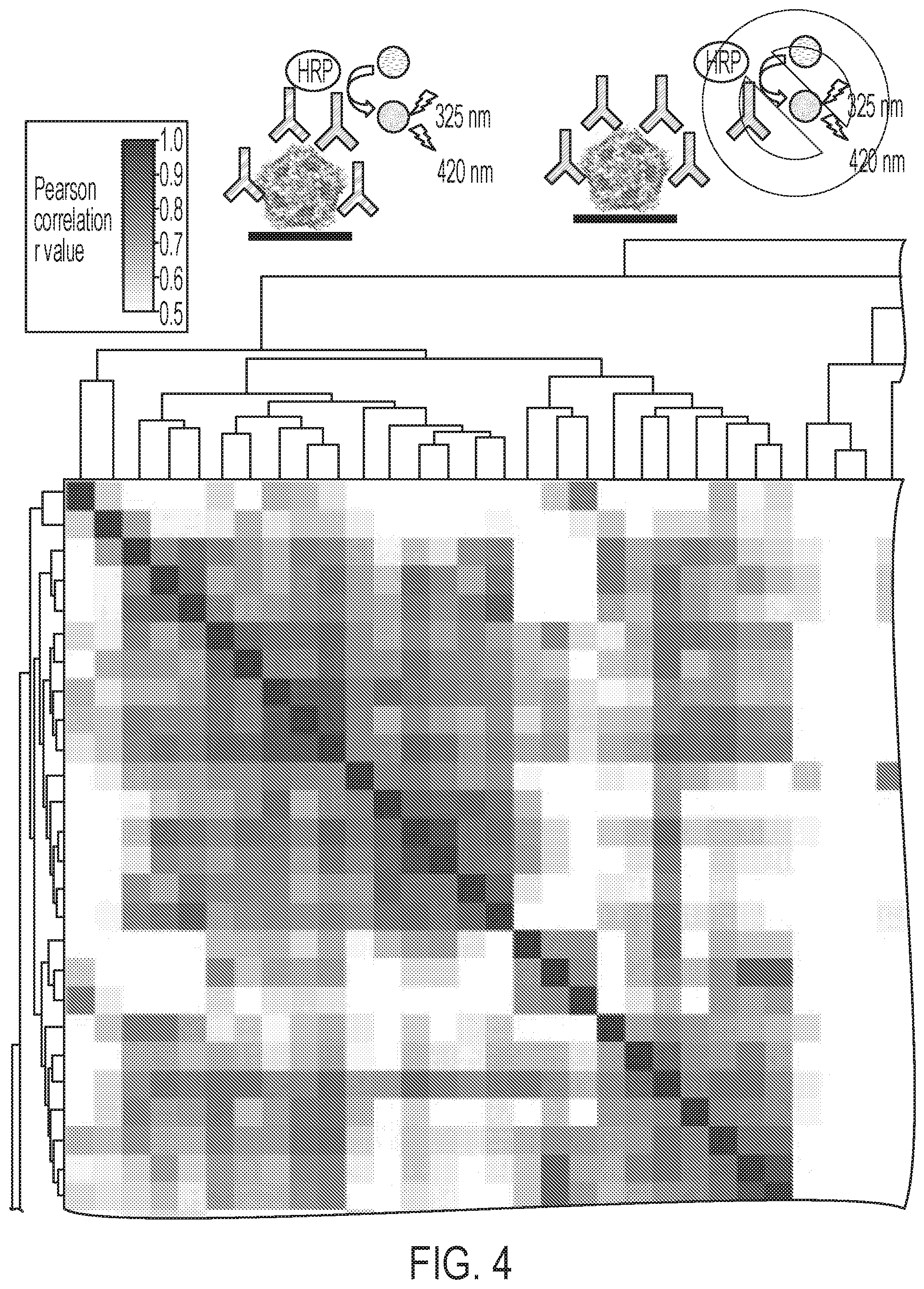 Patent US12410241 Figure 5 – Human monoclonal antibodies to enterovirus D68