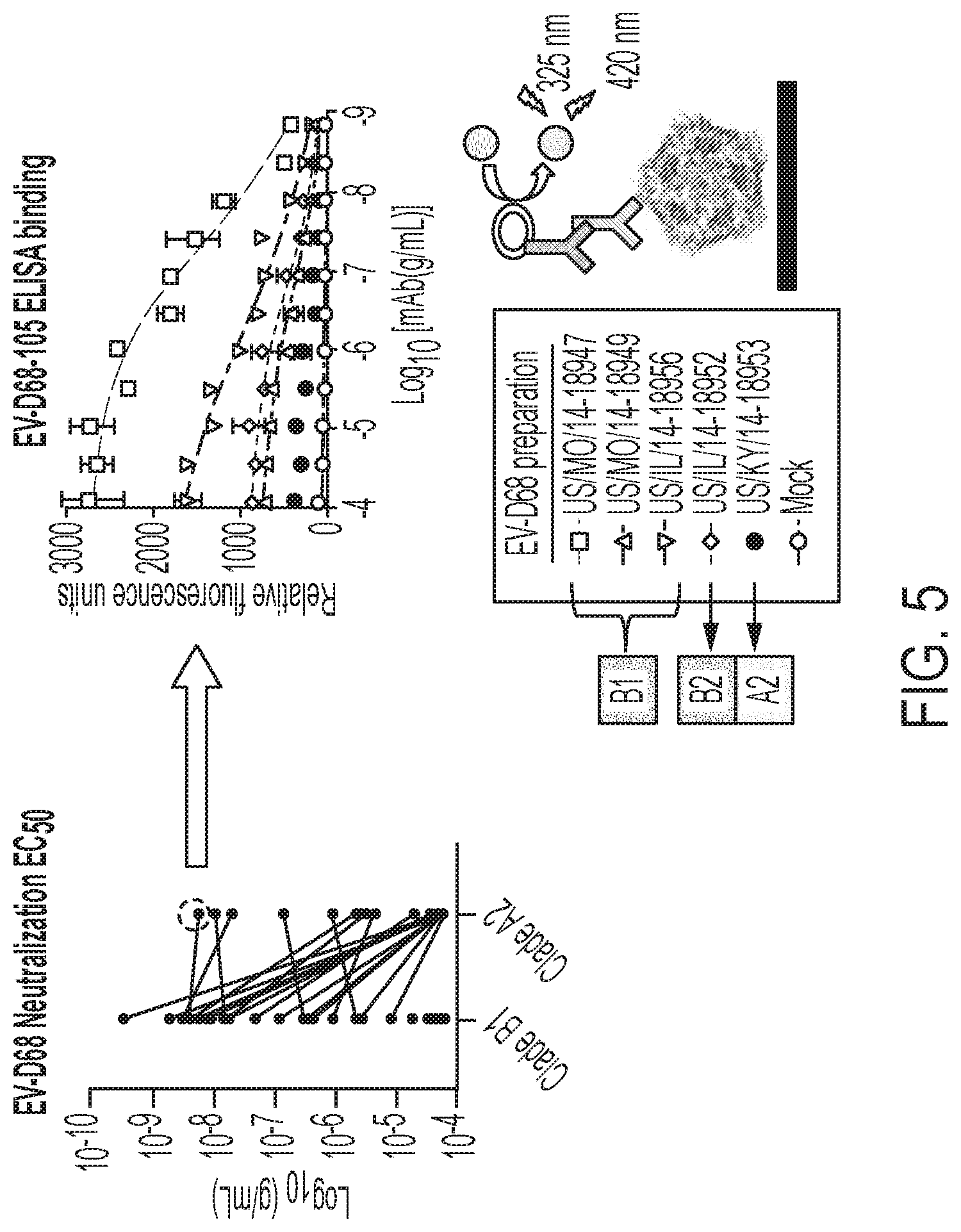 Patent US12410241 Figure 9 – Human monoclonal antibodies to enterovirus D68