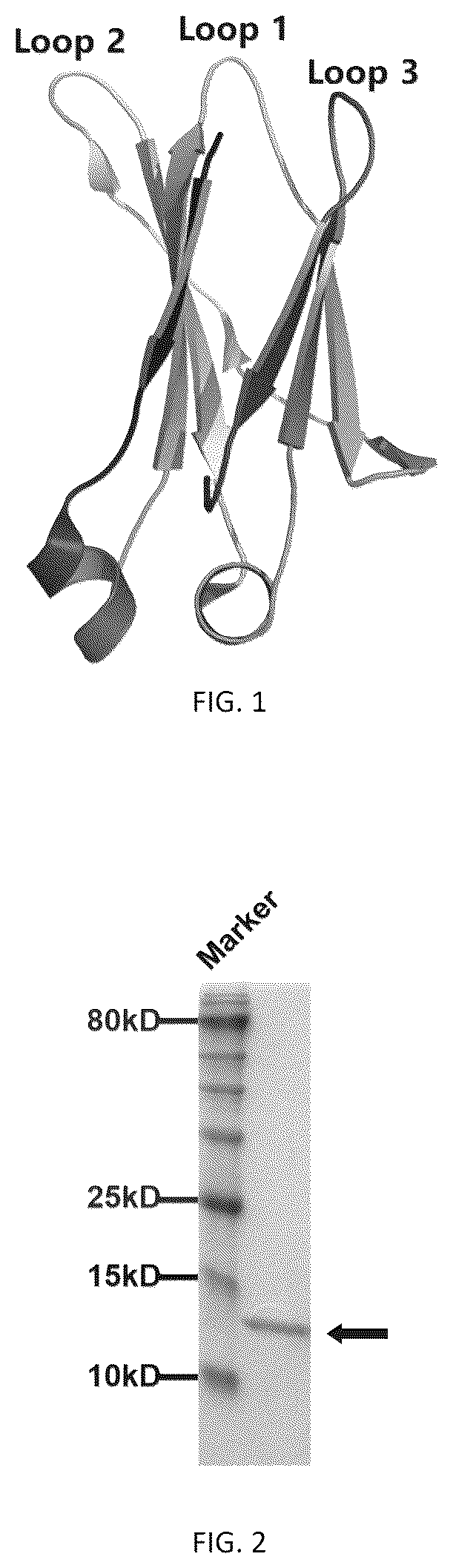 Patent US12410242 Figure 1 – C-based single domain antibody for neutralizing respiratory syncytial virus and application thereof
