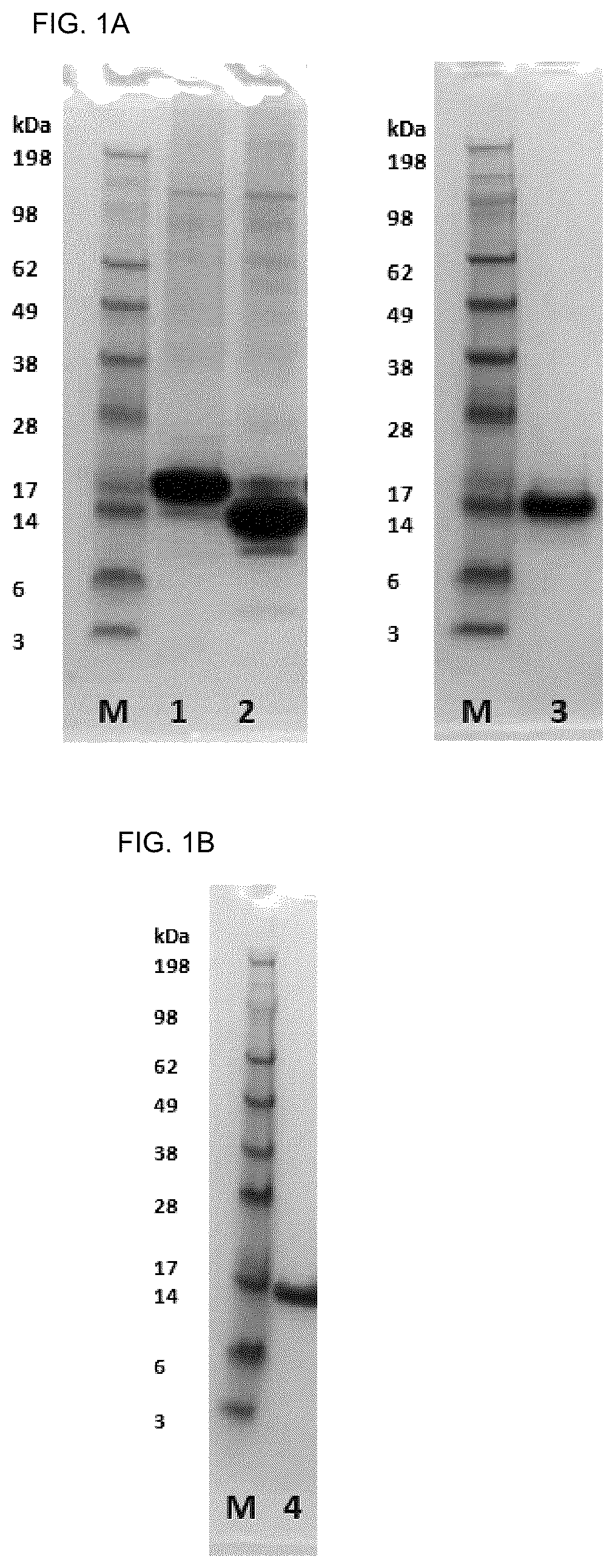 Patent US12410244 Figure 1 – Anti-alpha-synuclein antibodies