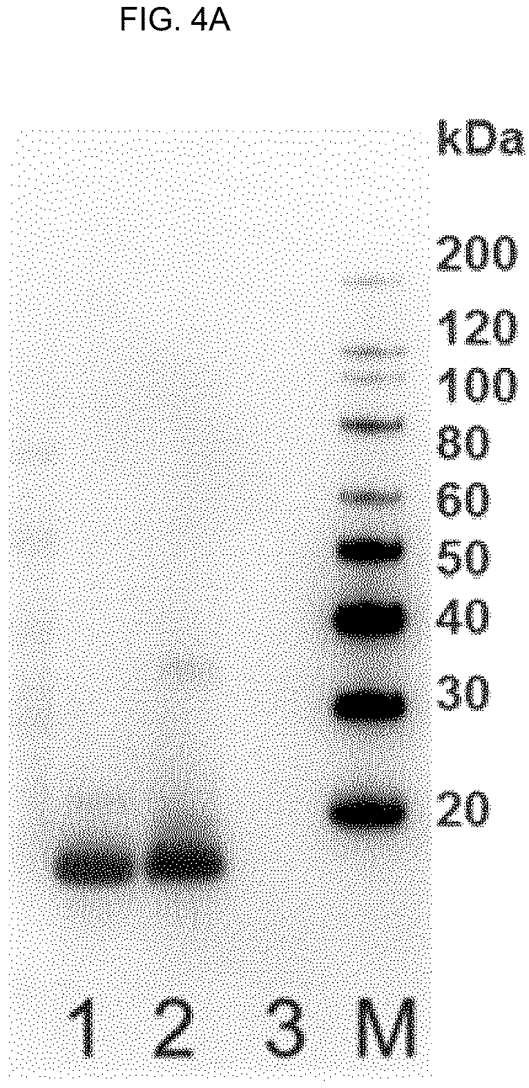 Patent US12410244 Figure 5 – Anti-alpha-synuclein antibodies