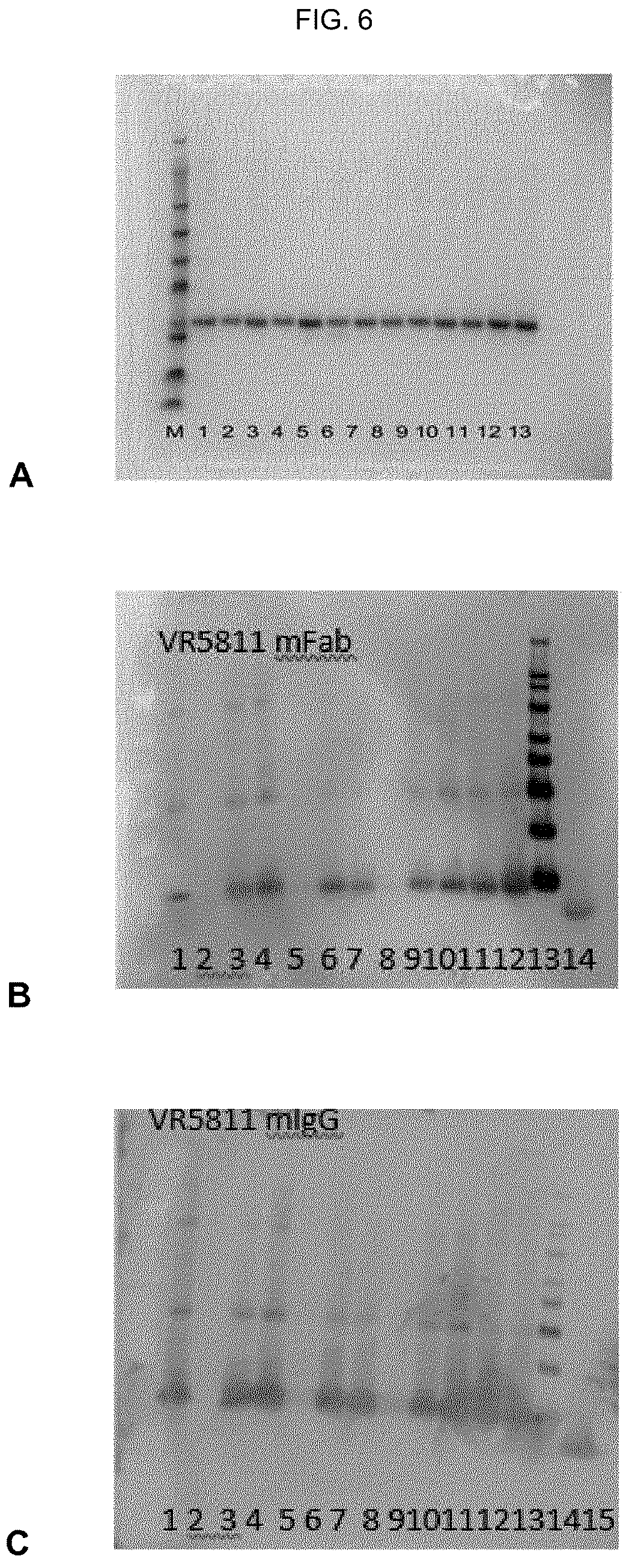 Patent US12410244 Figure 8 – Anti-alpha-synuclein antibodies