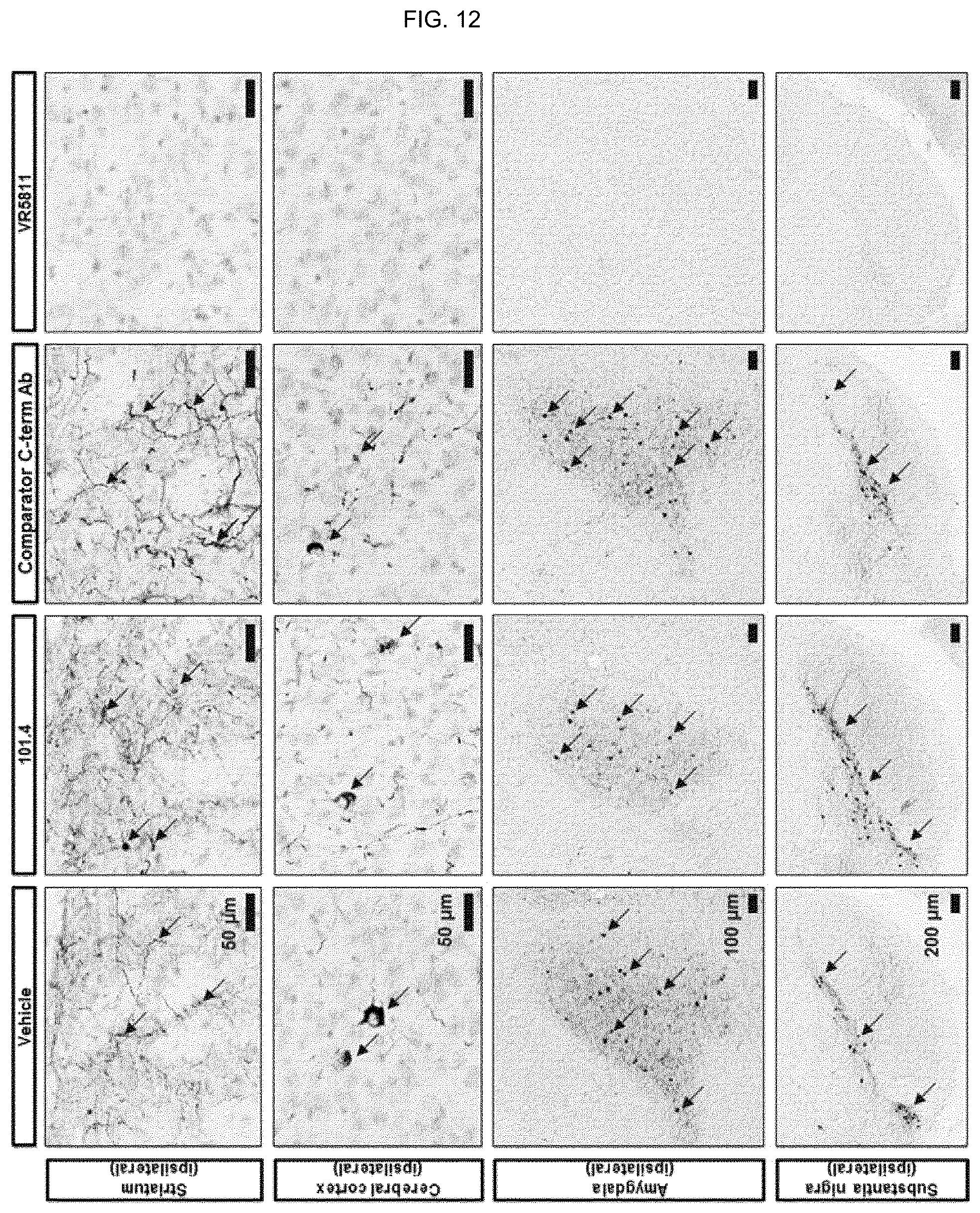 Patent US12410244 Figure 14 – Anti-alpha-synuclein antibodies