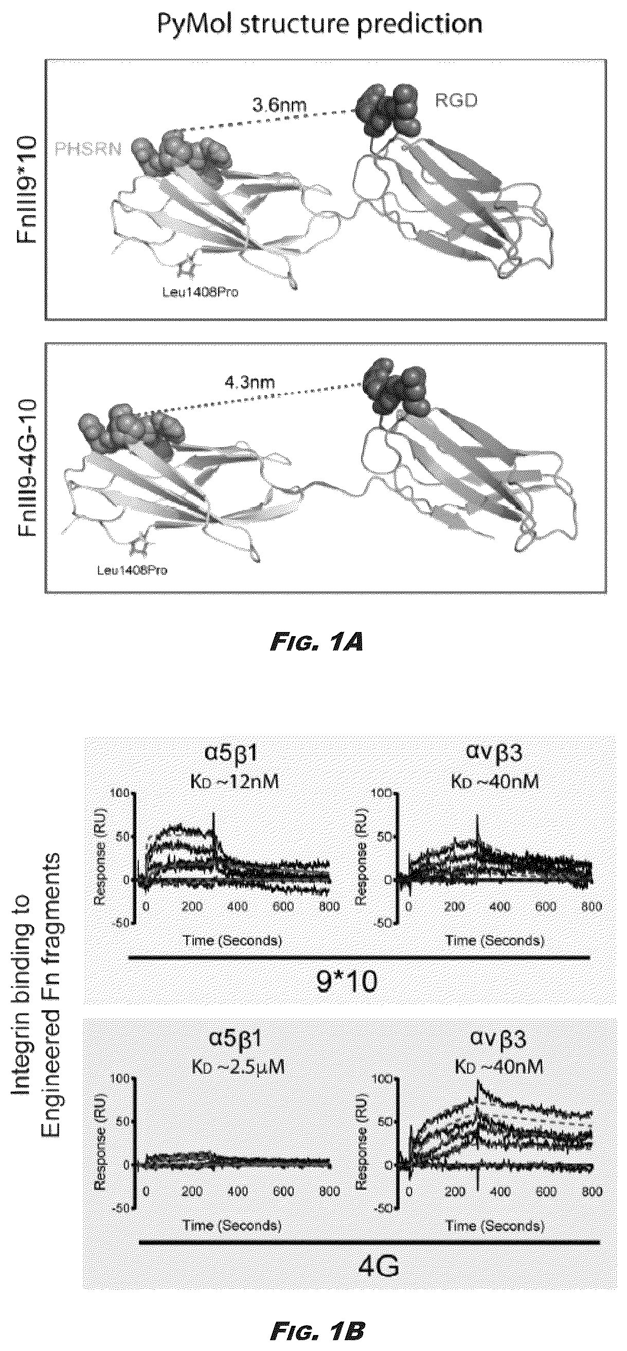 Patent US12410245 Figure 1 – Compositions and methods for detecting and regulating fibronectin-integrin interaction and signaling