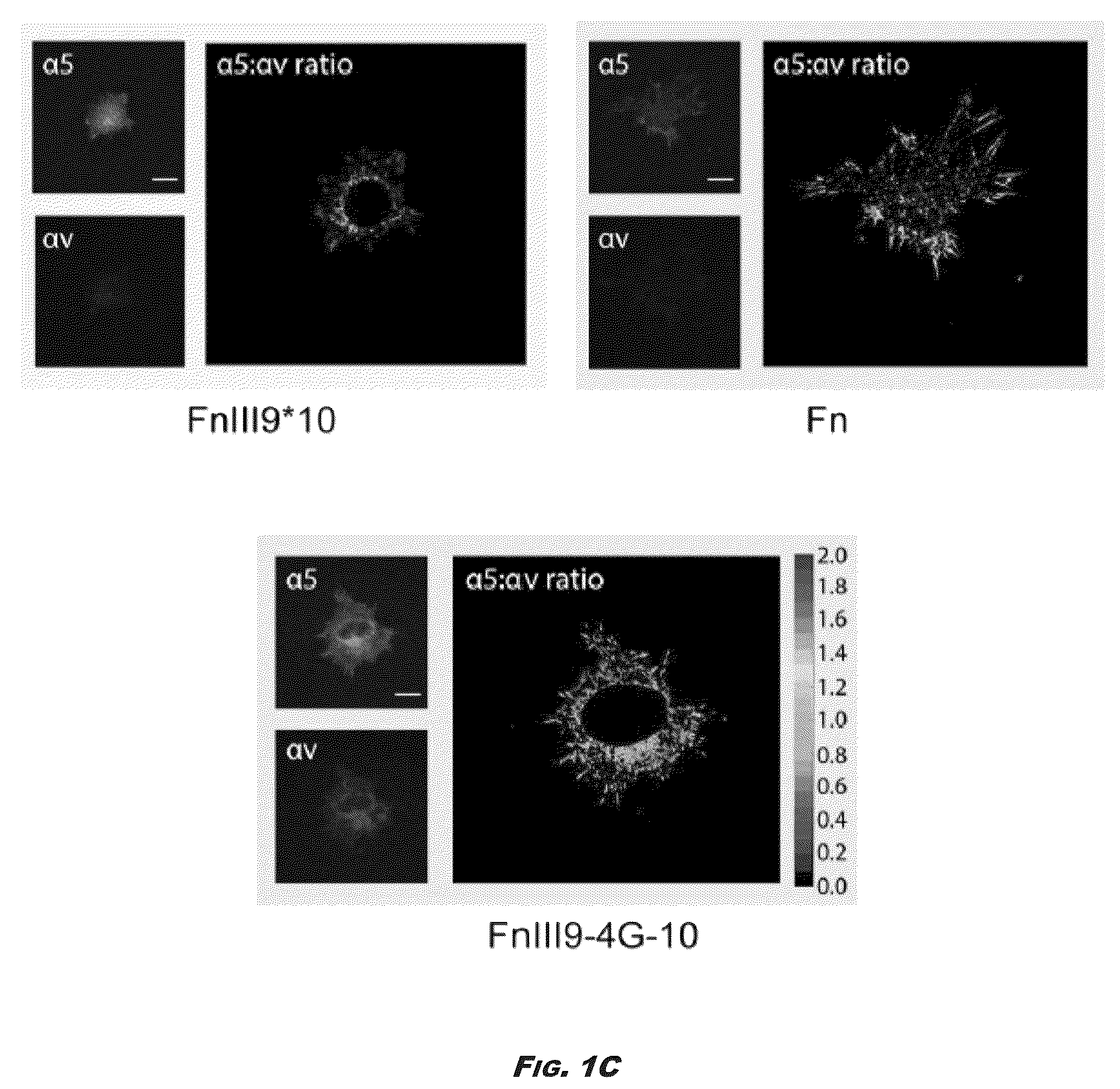 Patent US12410245 Figure 2 – Compositions and methods for detecting and regulating fibronectin-integrin interaction and signaling