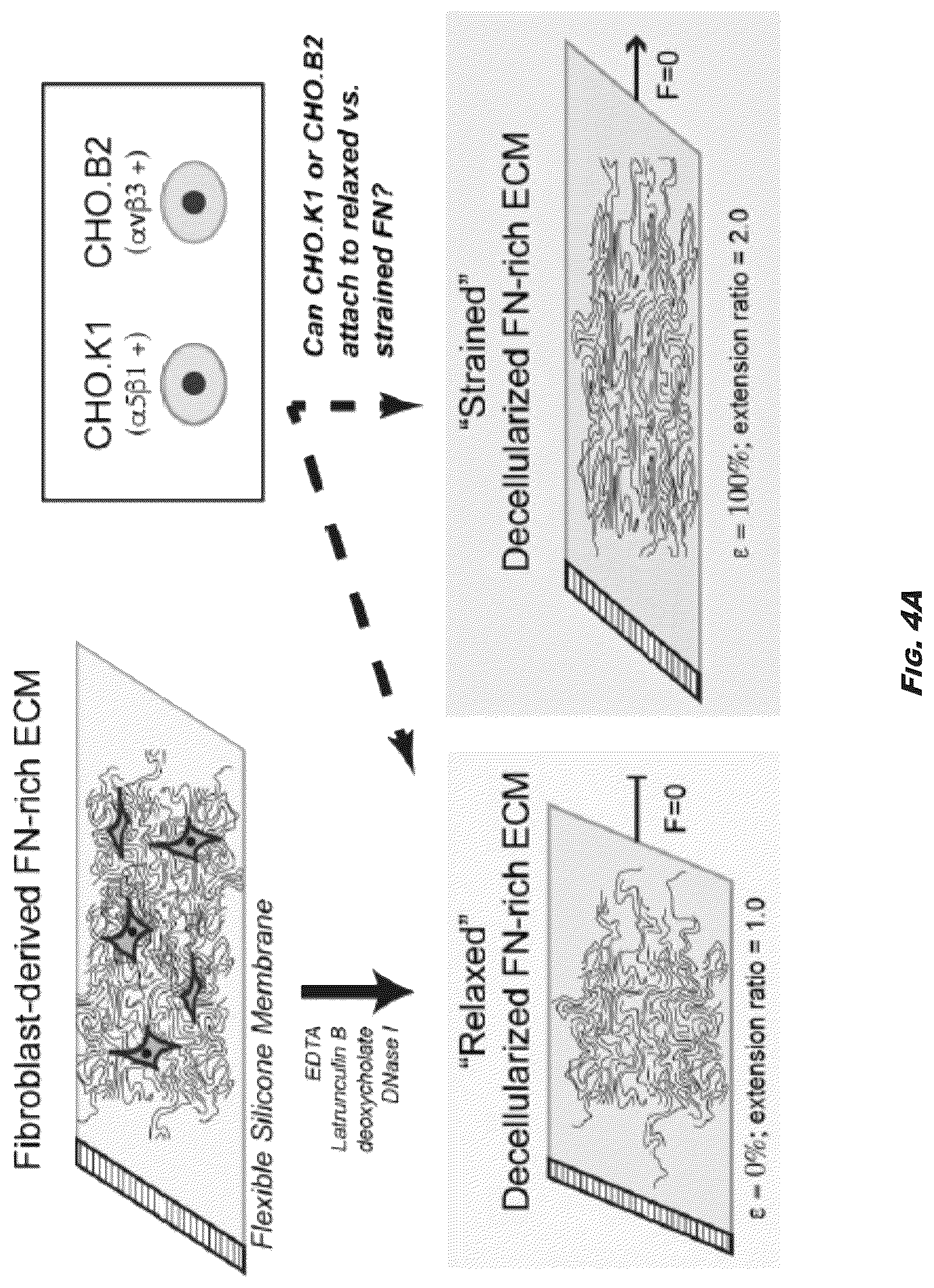 Patent US12410245 Figure 4 – Compositions and methods for detecting and regulating fibronectin-integrin interaction and signaling