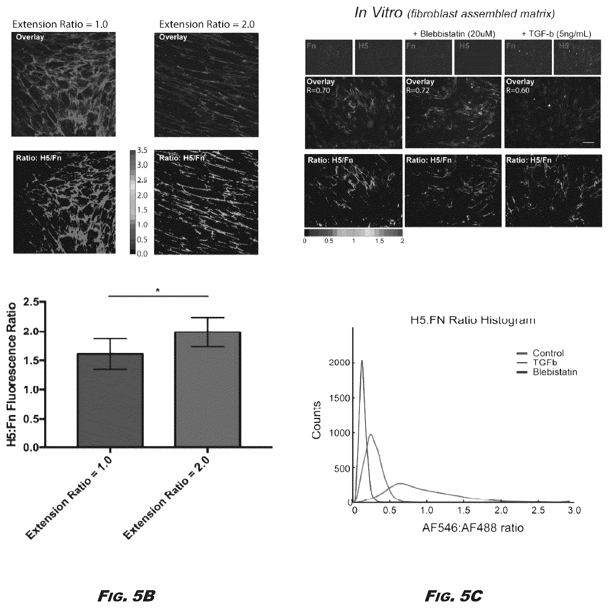 Patent US12410245 Figure 6 – Compositions and methods for detecting and regulating fibronectin-integrin interaction and signaling