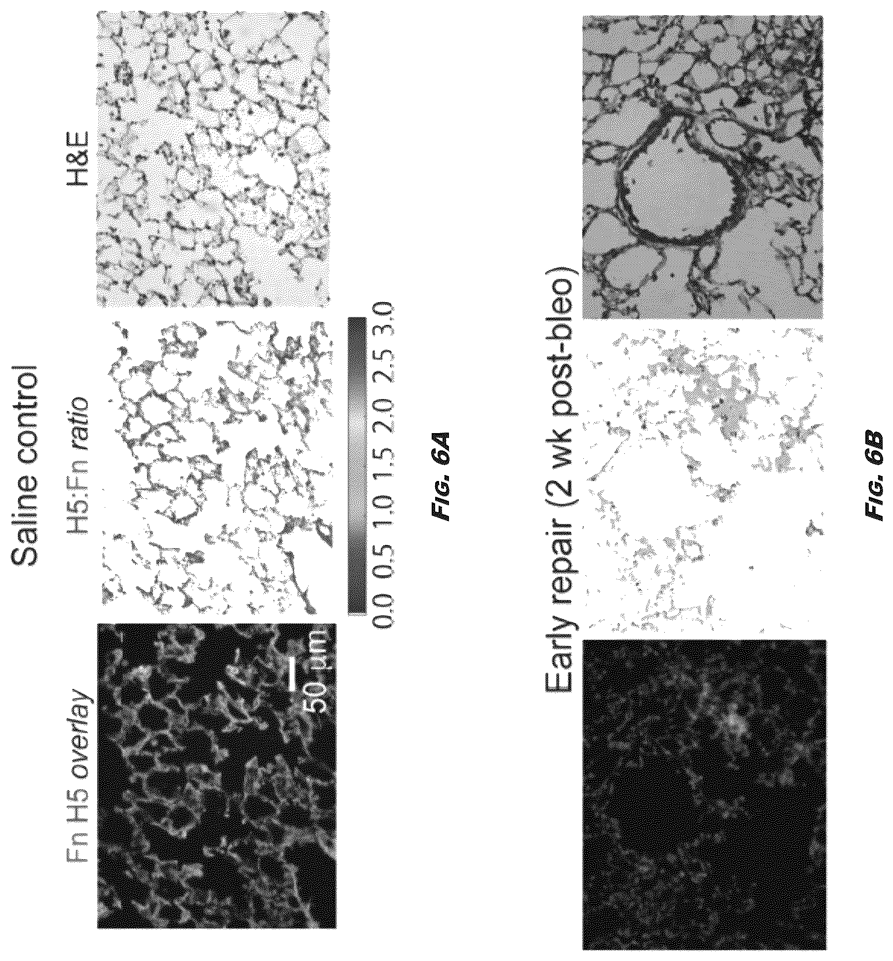 Patent US12410245 Figure 7 – Compositions and methods for detecting and regulating fibronectin-integrin interaction and signaling