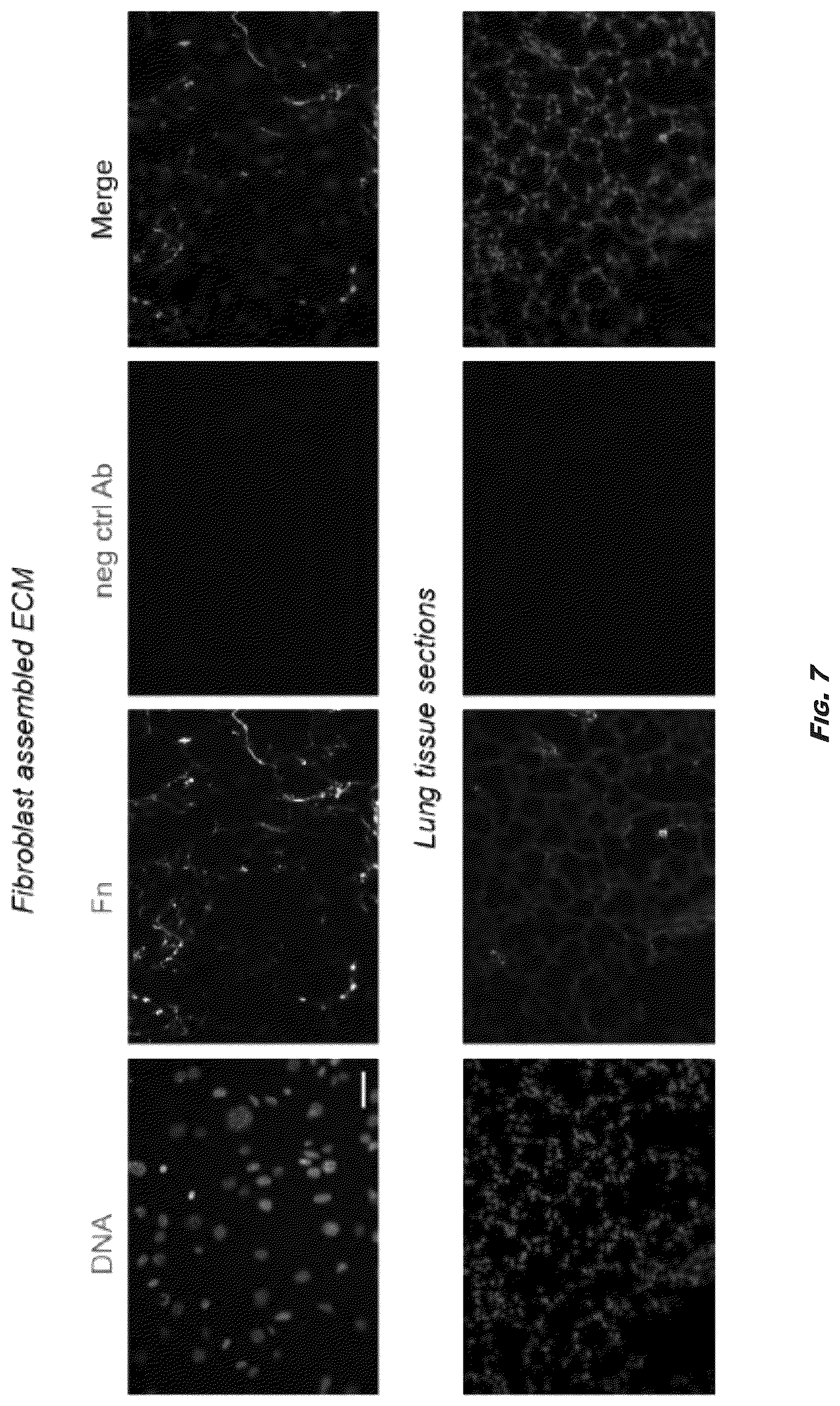 Patent US12410245 Figure 9 – Compositions and methods for detecting and regulating fibronectin-integrin interaction and signaling