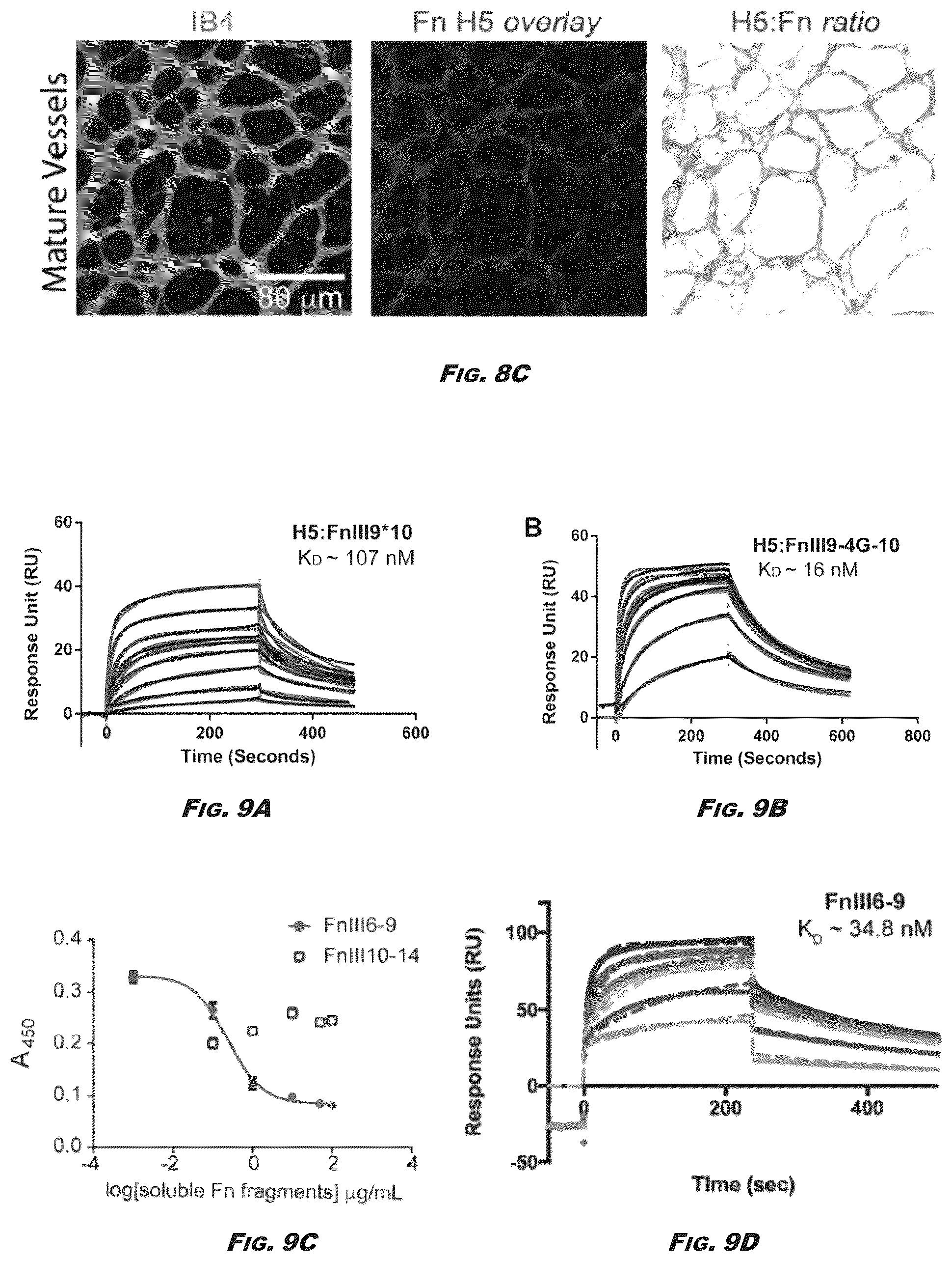 Patent US12410245 Figure 11 – Compositions and methods for detecting and regulating fibronectin-integrin interaction and signaling