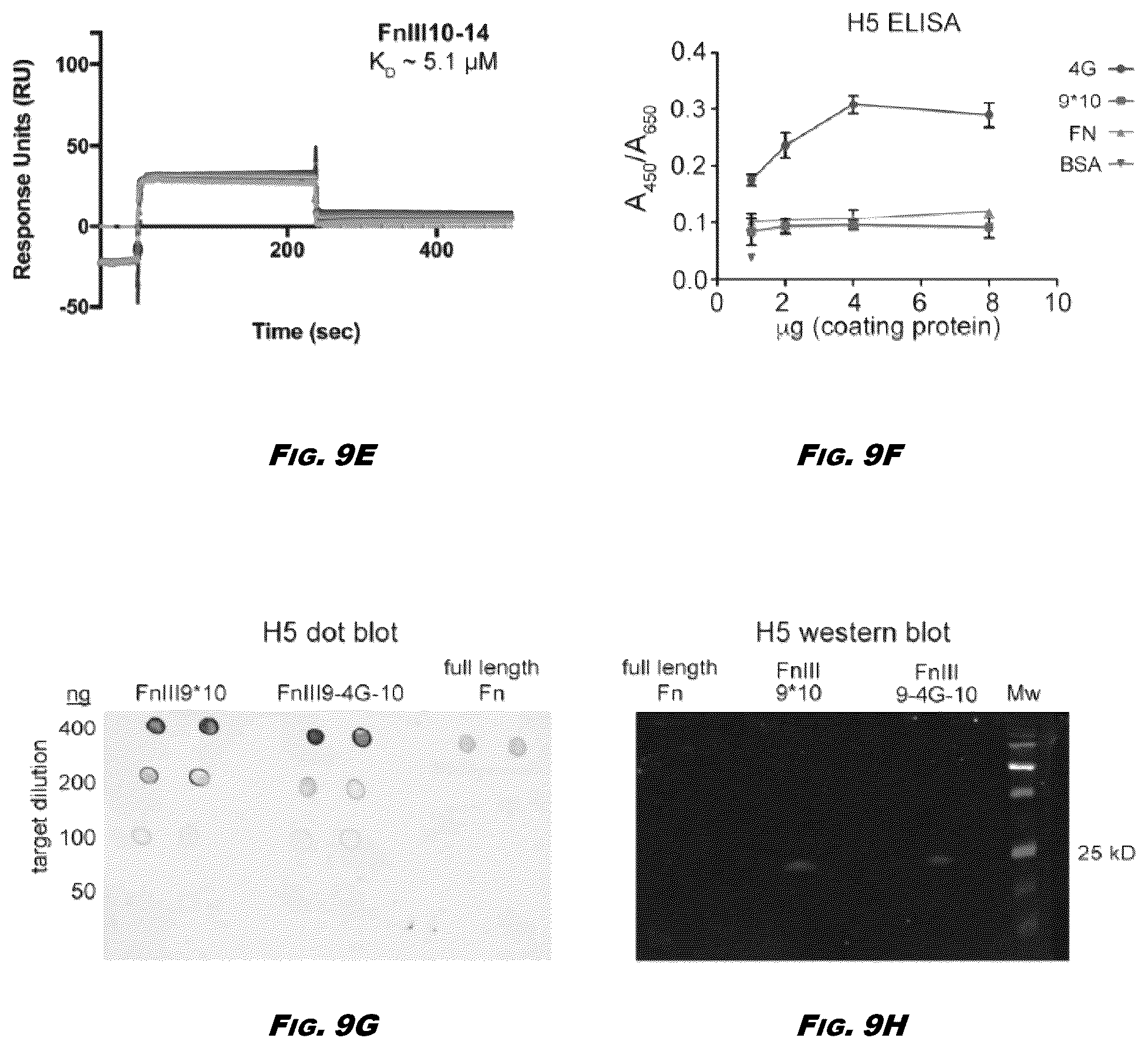Patent US12410245 Figure 12 – Compositions and methods for detecting and regulating fibronectin-integrin interaction and signaling