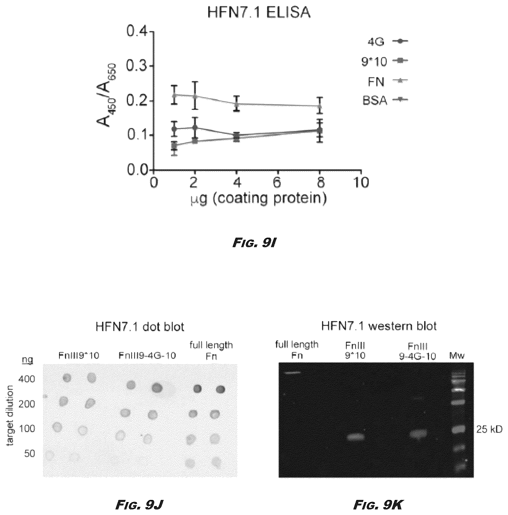 Patent US12410245 Figure 13 – Compositions and methods for detecting and regulating fibronectin-integrin interaction and signaling