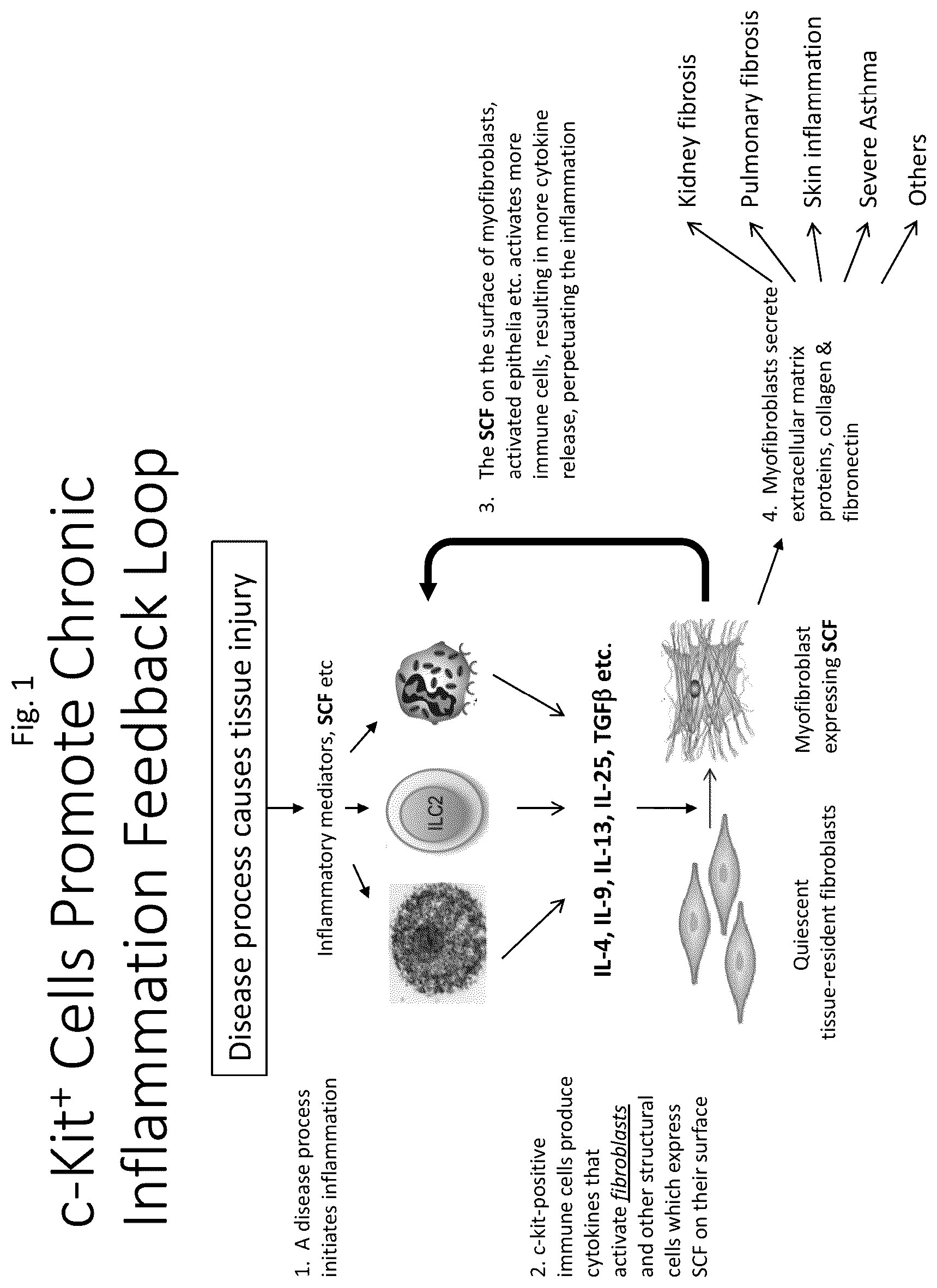 Patent US12410246 Figure 1 – Anti-stem cell factor antibodies and methods of blocking the interaction between SCF and c-Kit