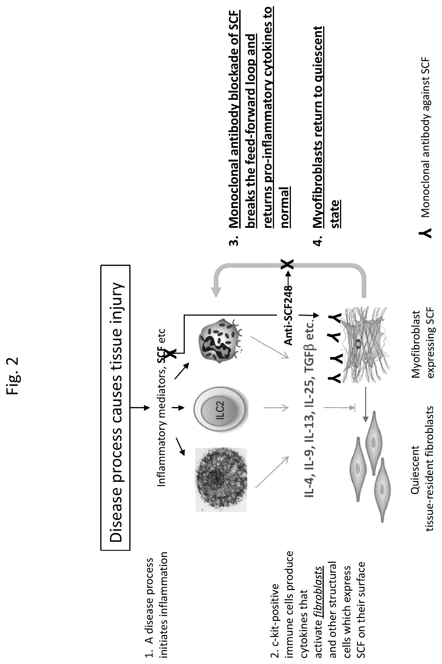 Patent US12410246 Figure 2 – Anti-stem cell factor antibodies and methods of blocking the interaction between SCF and c-Kit