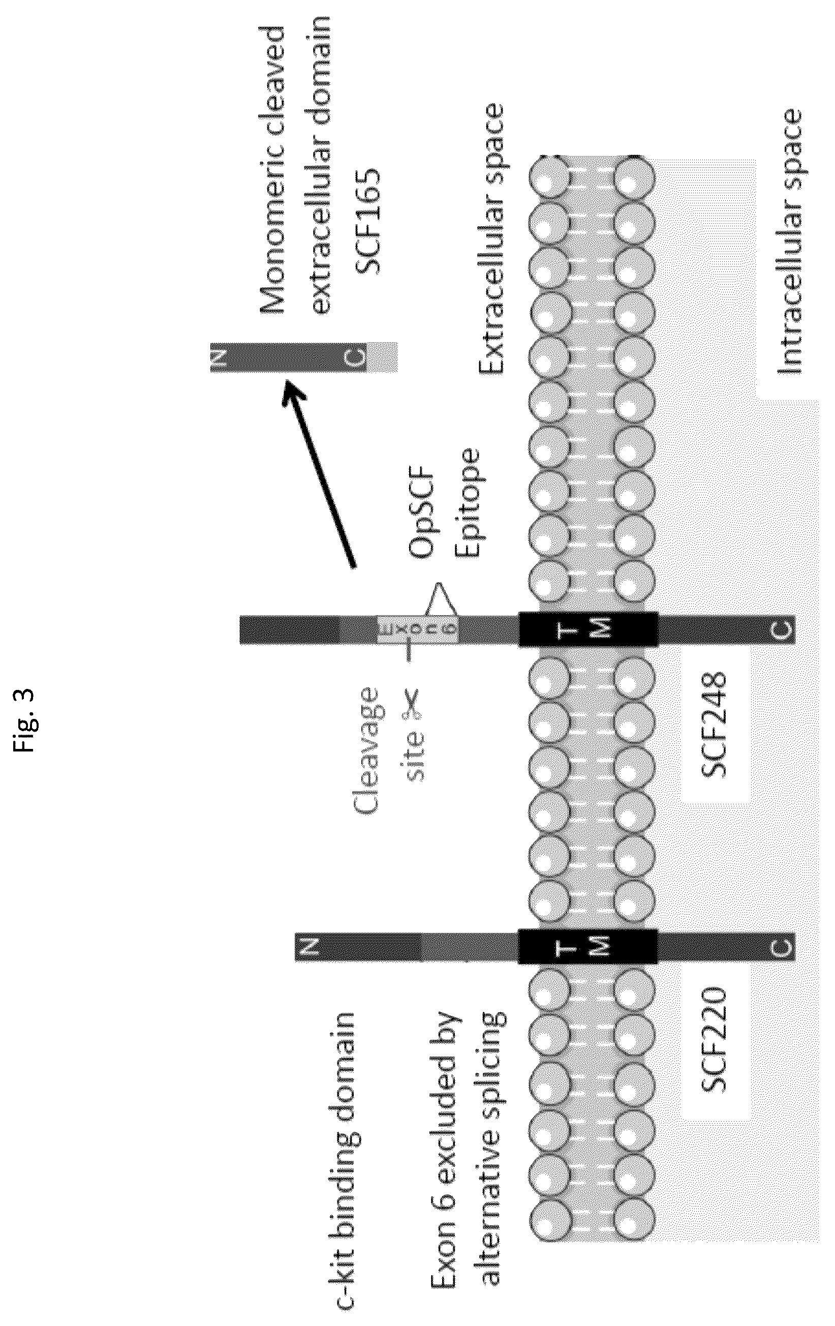 Patent US12410246 Figure 3 – Anti-stem cell factor antibodies and methods of blocking the interaction between SCF and c-Kit