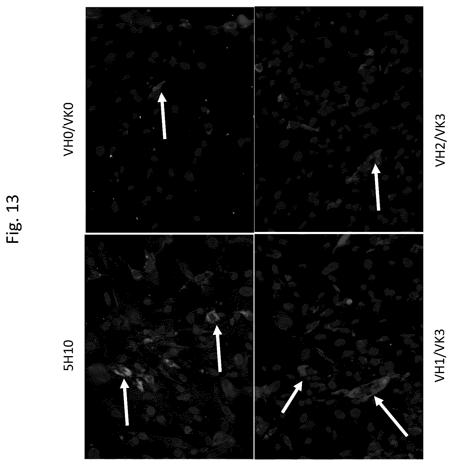 Patent US12410246 Figure 20 – Anti-stem cell factor antibodies and methods of blocking the interaction between SCF and c-Kit