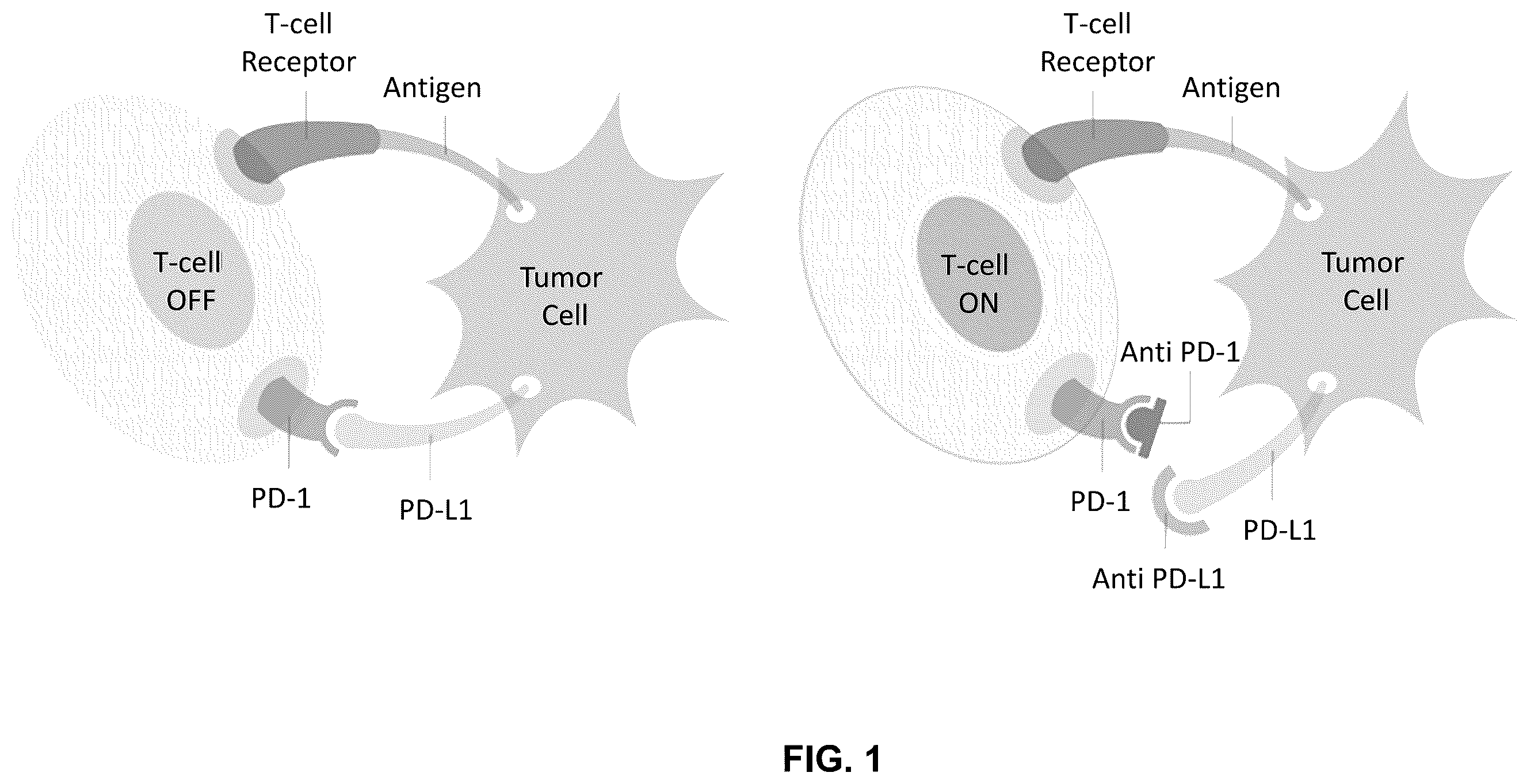 Patent US12410252 Figure 1 – Anti-PD-1 immunoglobulin polypeptides and uses thereof