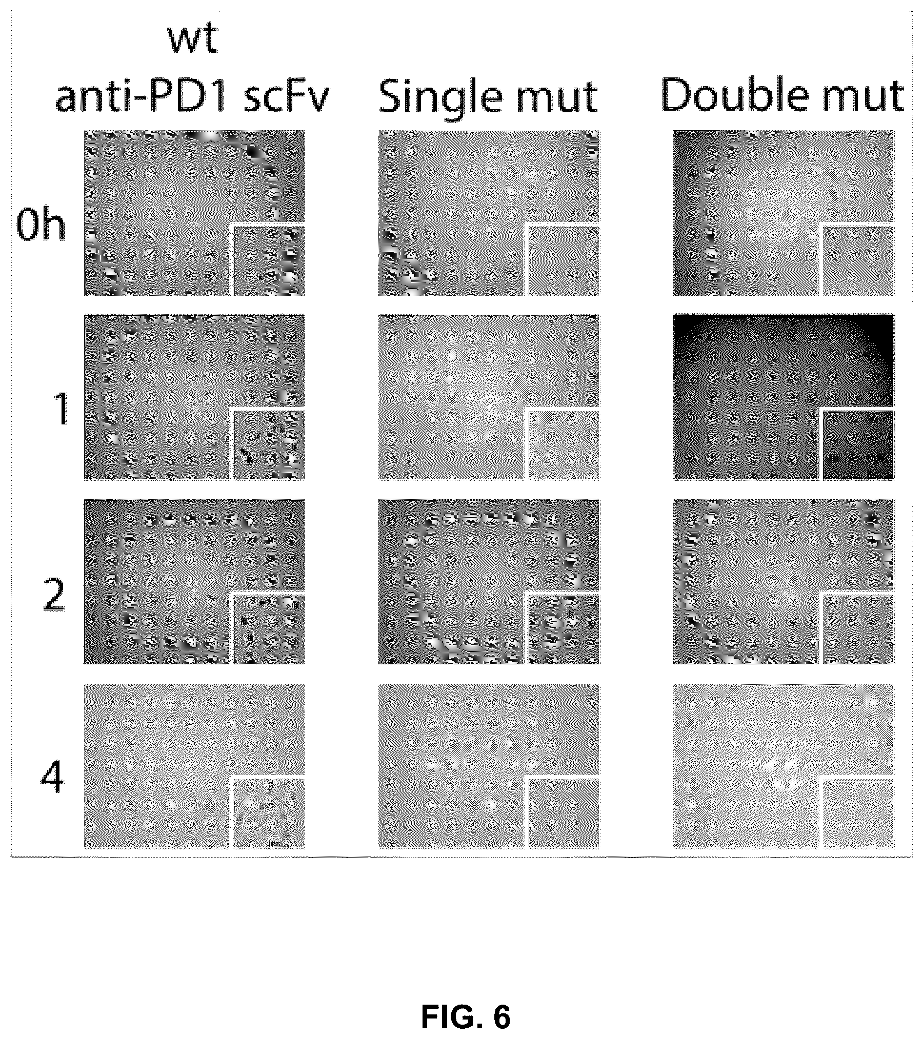 Patent US12410252 Figure 6 – Anti-PD-1 immunoglobulin polypeptides and uses thereof