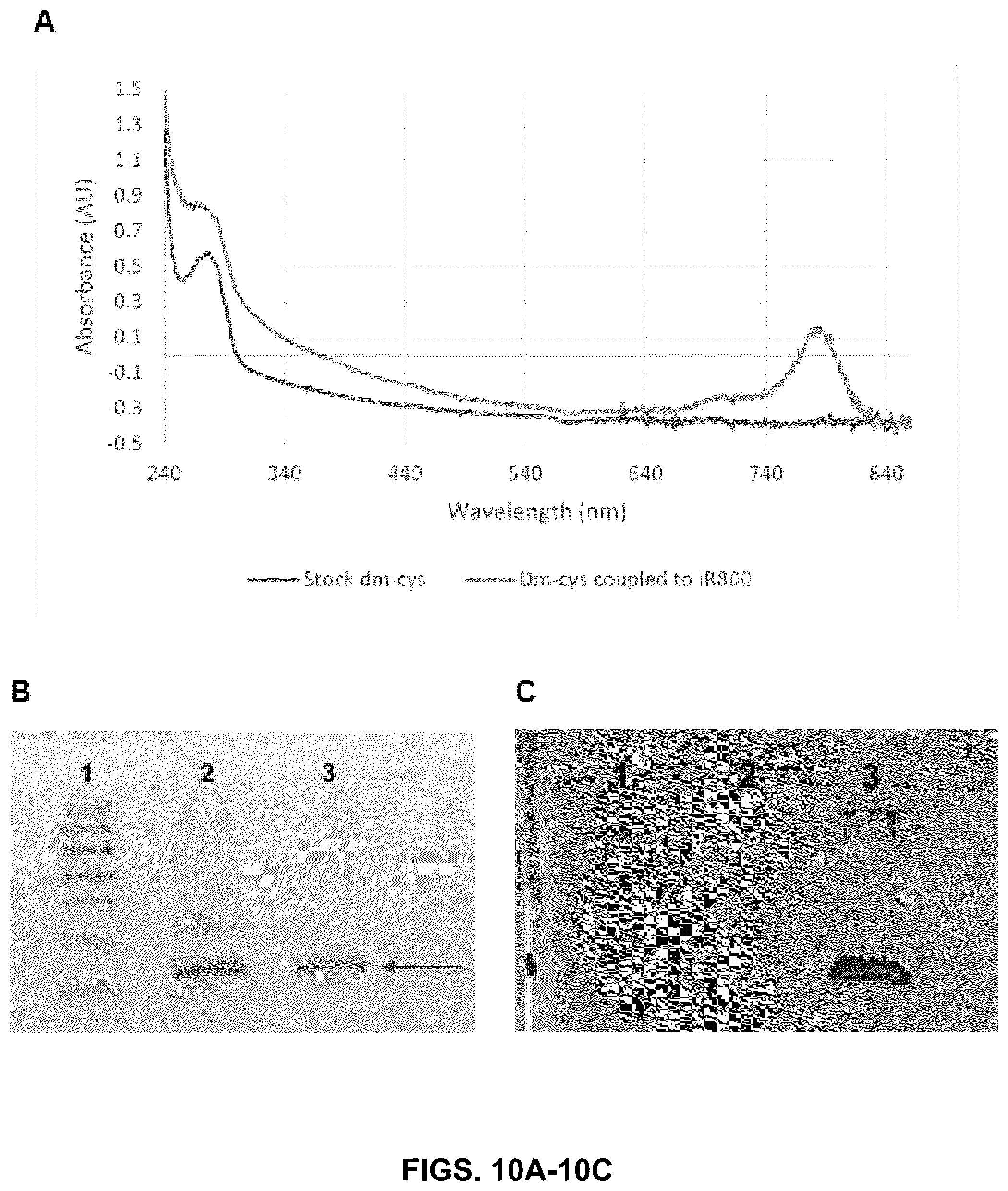 Patent US12410252 Figure 10 – Anti-PD-1 immunoglobulin polypeptides and uses thereof