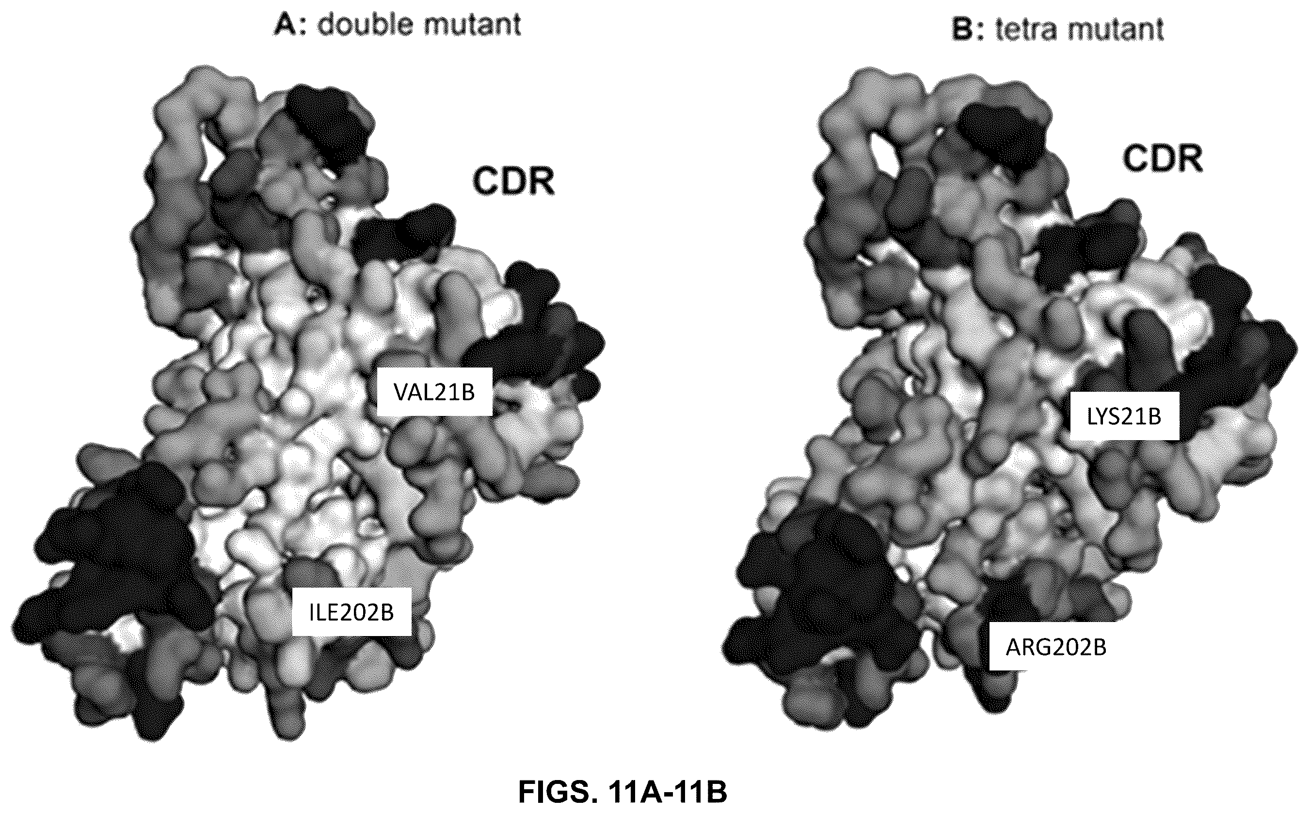 Patent US12410252 Figure 11 – Anti-PD-1 immunoglobulin polypeptides and uses thereof