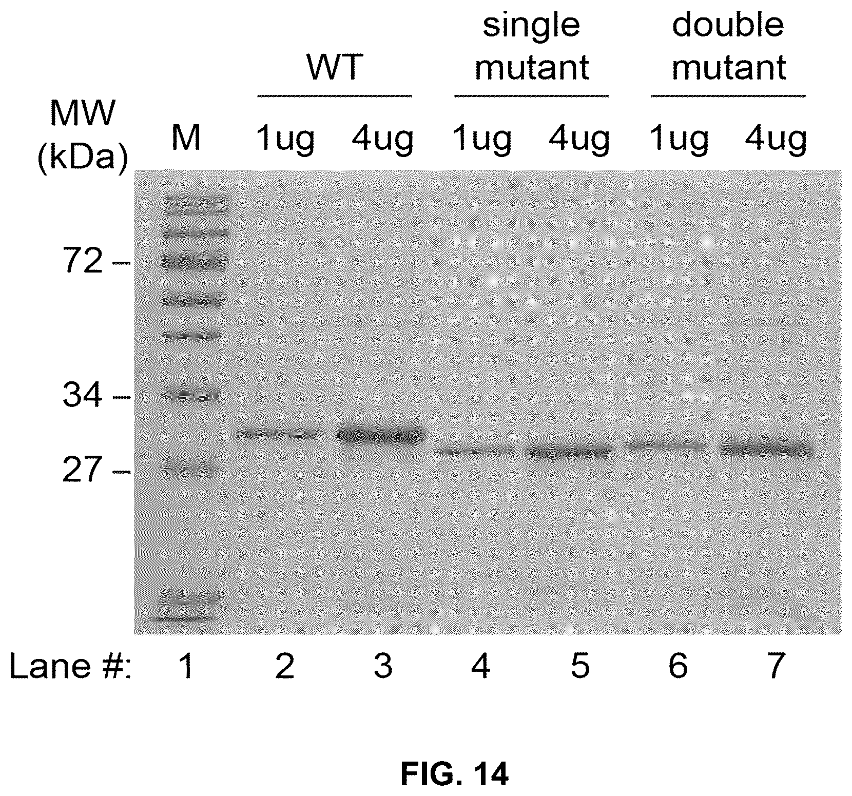 Patent US12410252 Figure 15 – Anti-PD-1 immunoglobulin polypeptides and uses thereof