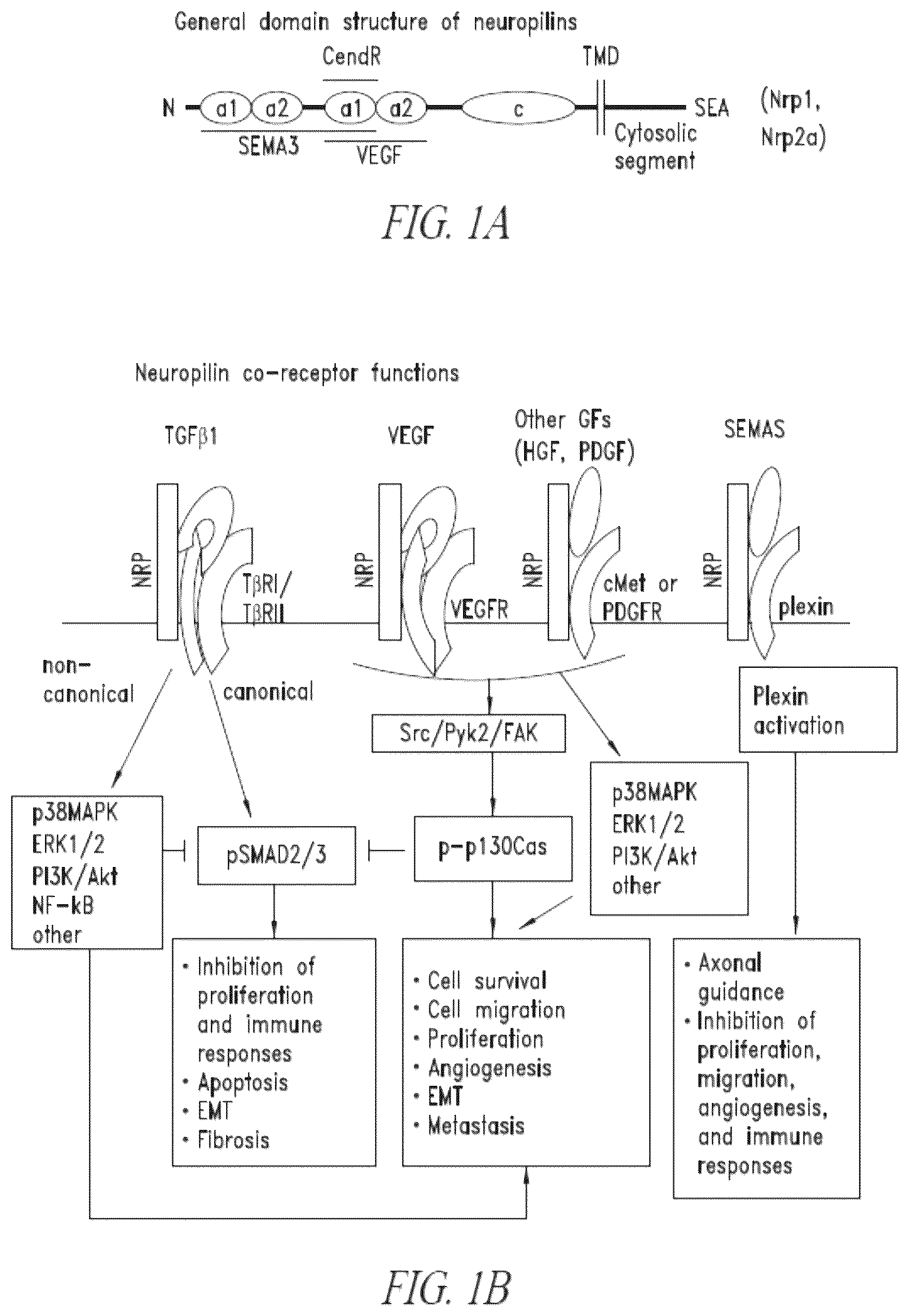 Patent US12410253 — Compositions comprising anti-NRP2 antibodies — Figure 1