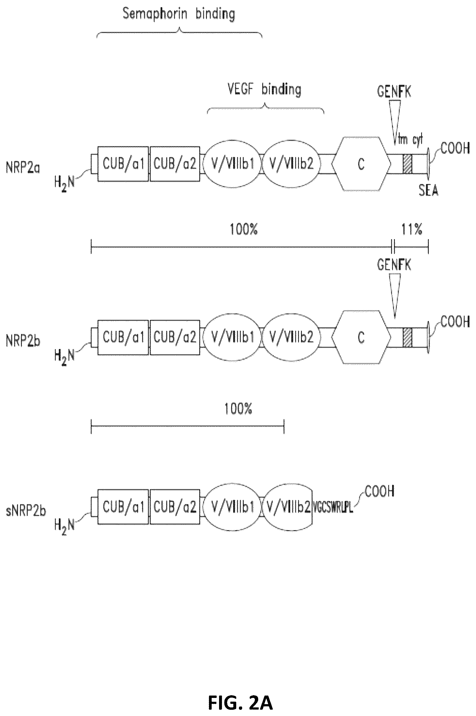 Patent US12410253 Figure 2 – Compositions comprising anti-NRP2 antibodies