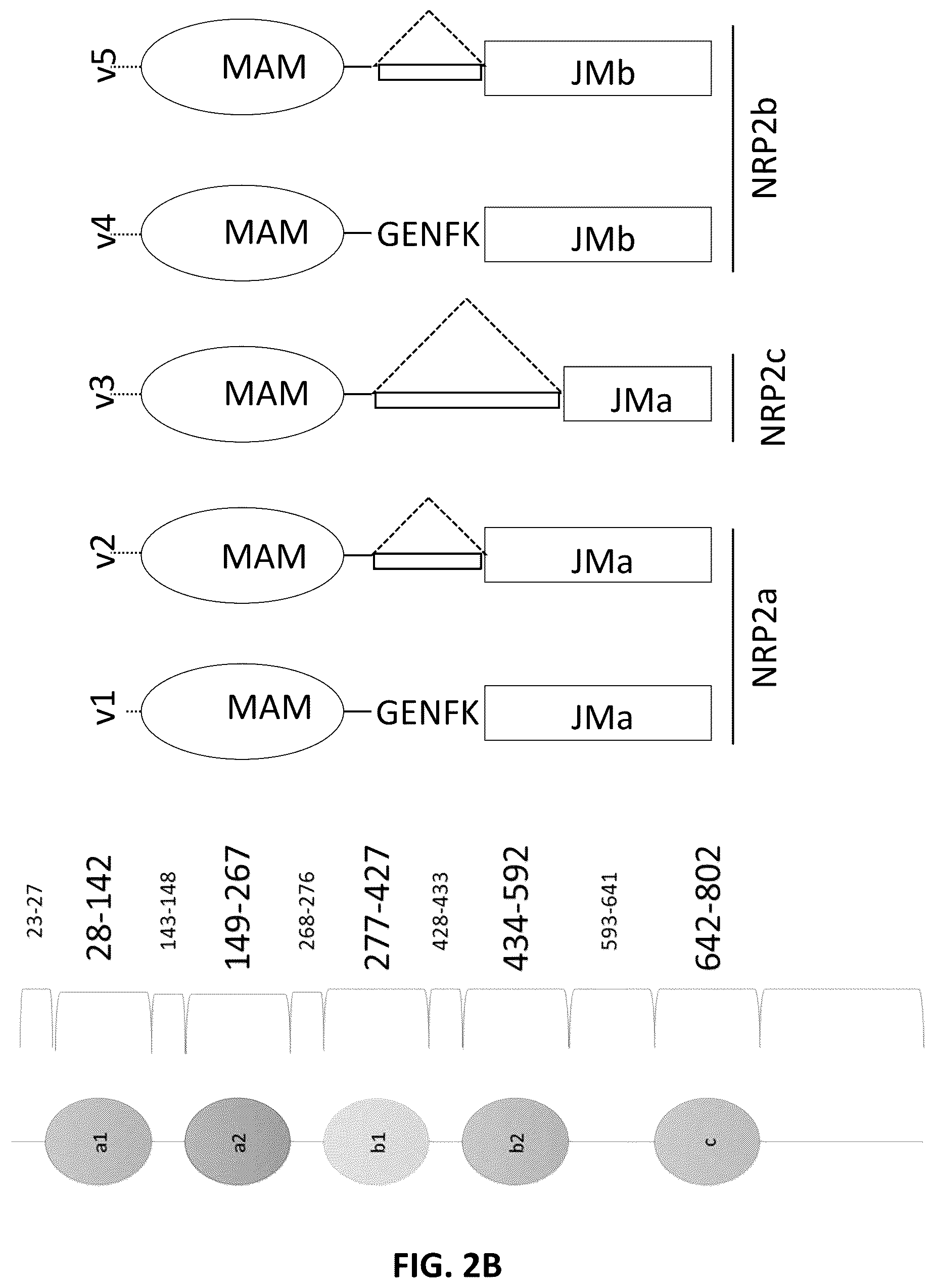 Patent US12410253 Figure 3 – Compositions comprising anti-NRP2 antibodies