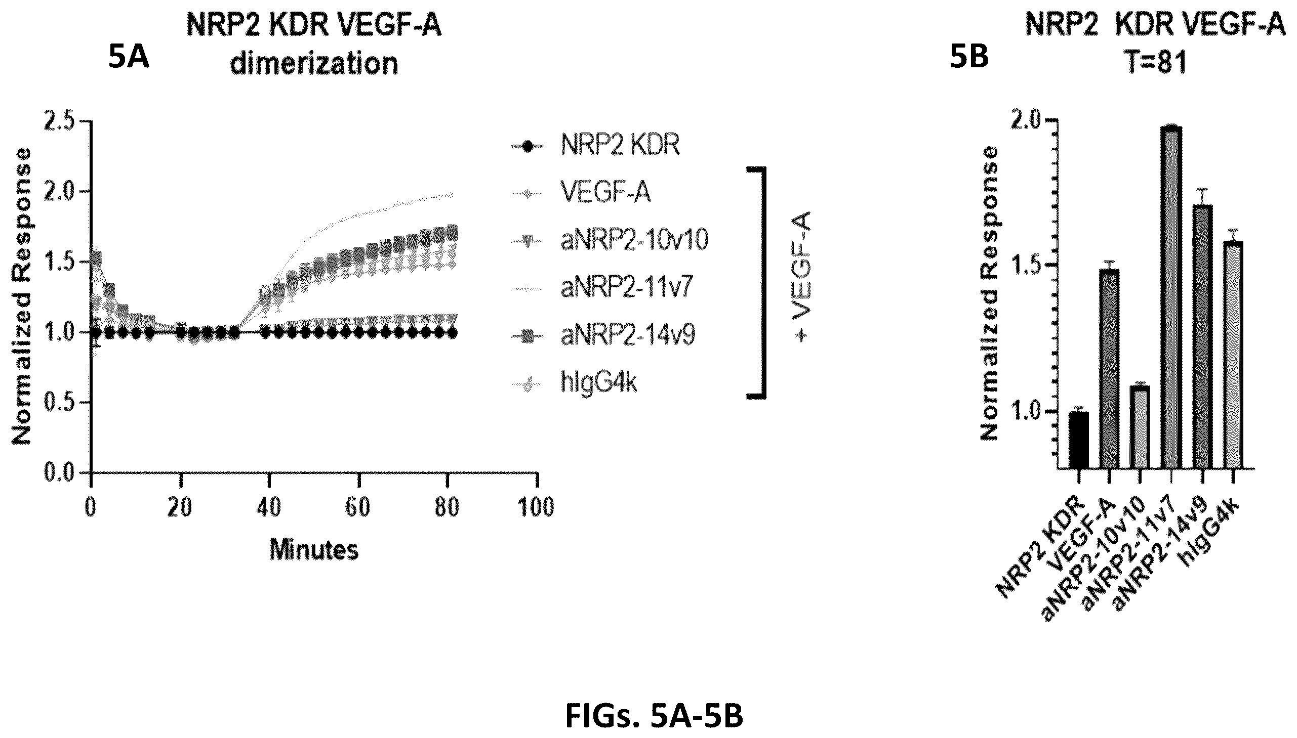 Patent US12410253 Figure 5 – Compositions comprising anti-NRP2 antibodies
