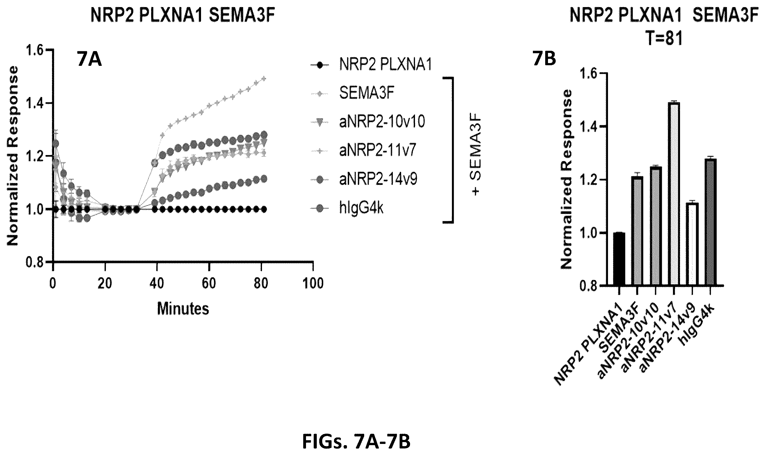 Patent US12410253 Figure 7 – Compositions comprising anti-NRP2 antibodies