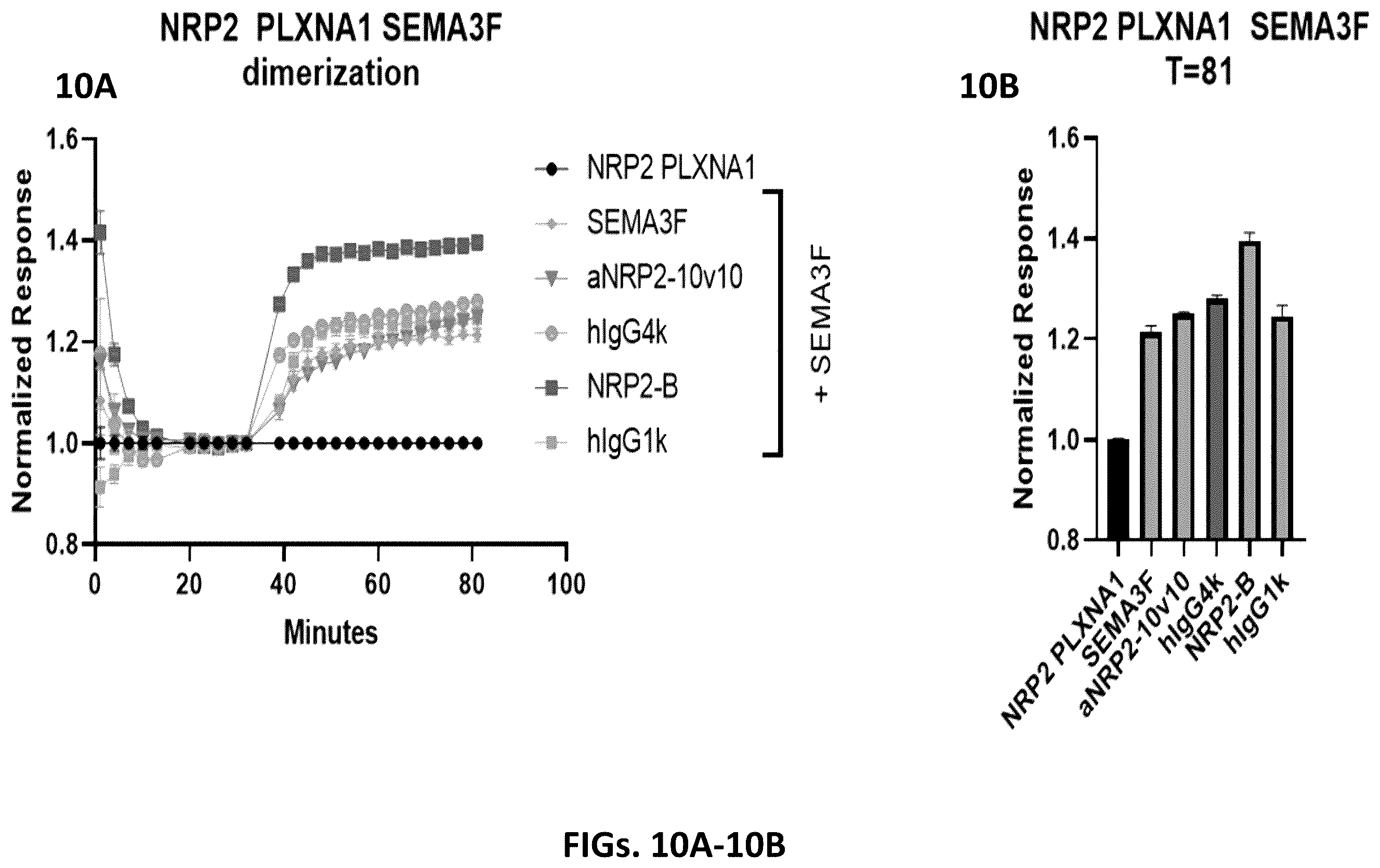 Patent US12410253 Figure 10 – Compositions comprising anti-NRP2 antibodies