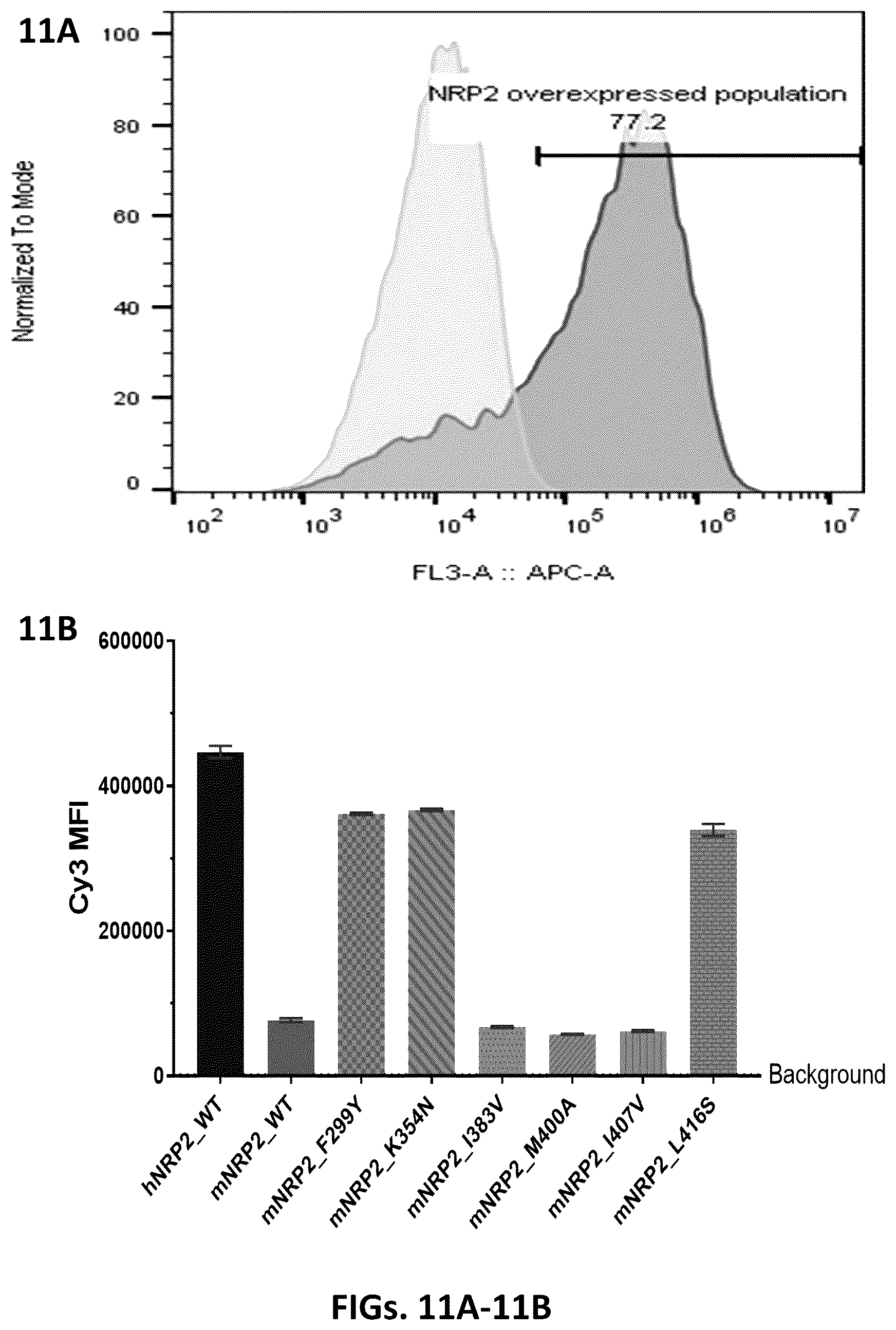 Patent US12410253 Figure 11 – Compositions comprising anti-NRP2 antibodies