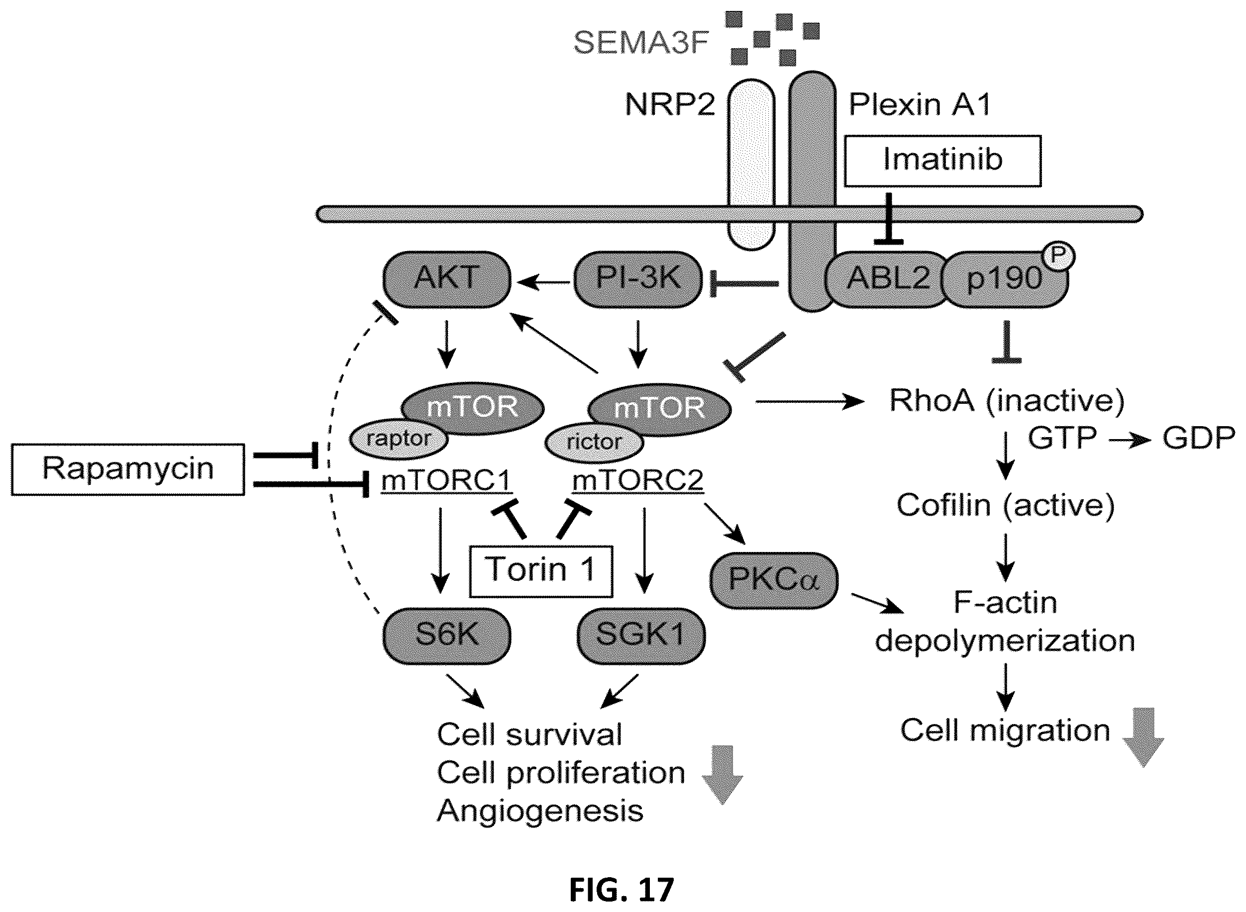 Patent US12410253 Figure 17 – Compositions comprising anti-NRP2 antibodies