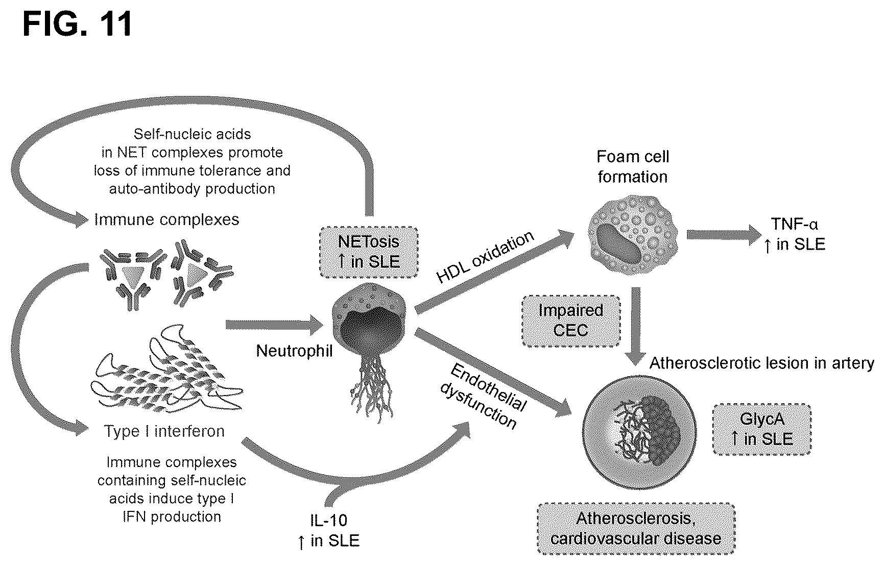 Patent US12410254 Figure 11 – Treatment of cardiometabolic disease with inhibitors of type I interferon signalling