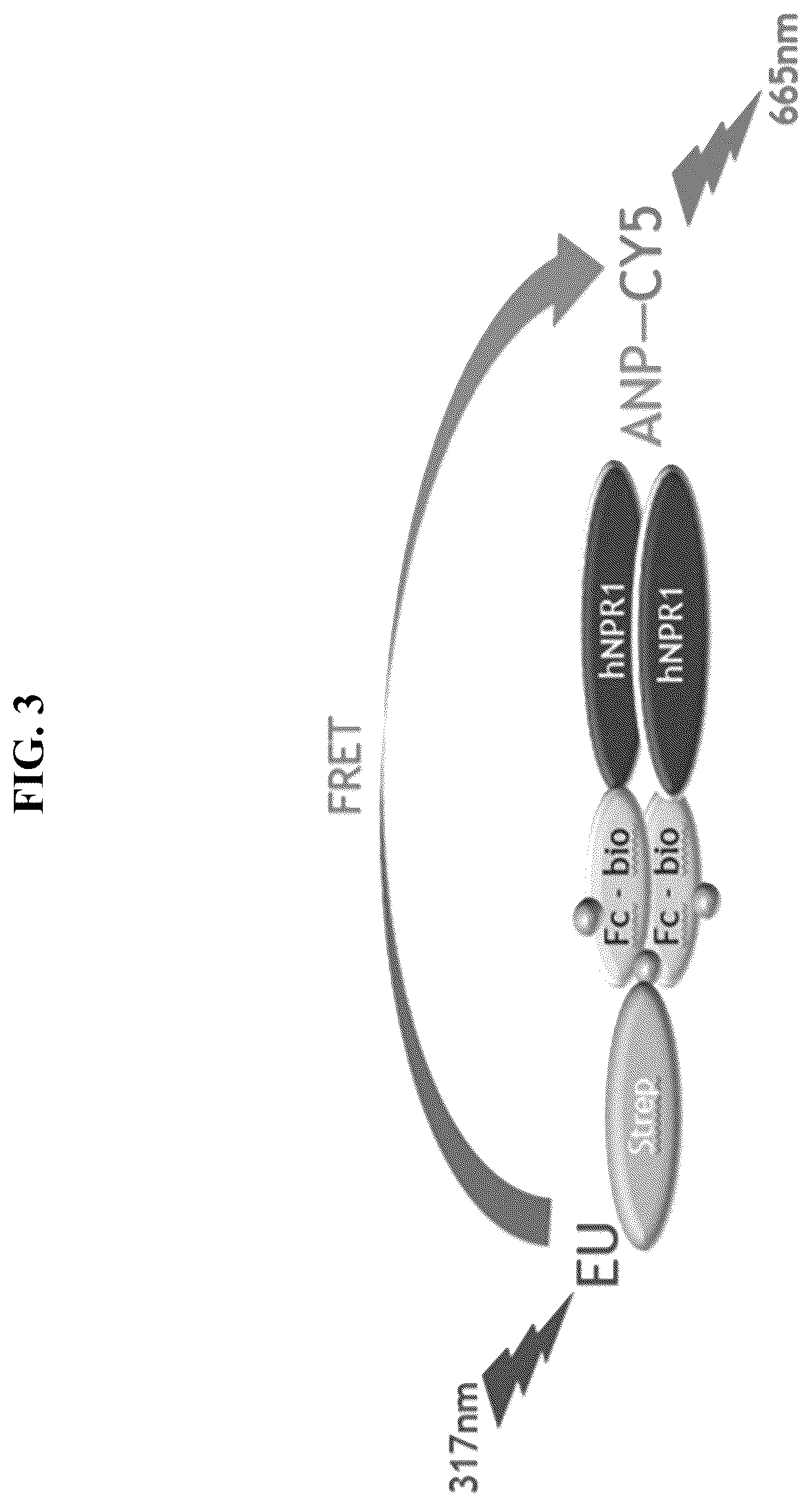 Patent US12410255 Figure 3 – Natriuretic peptide receptor 1 antibodies and methods of use