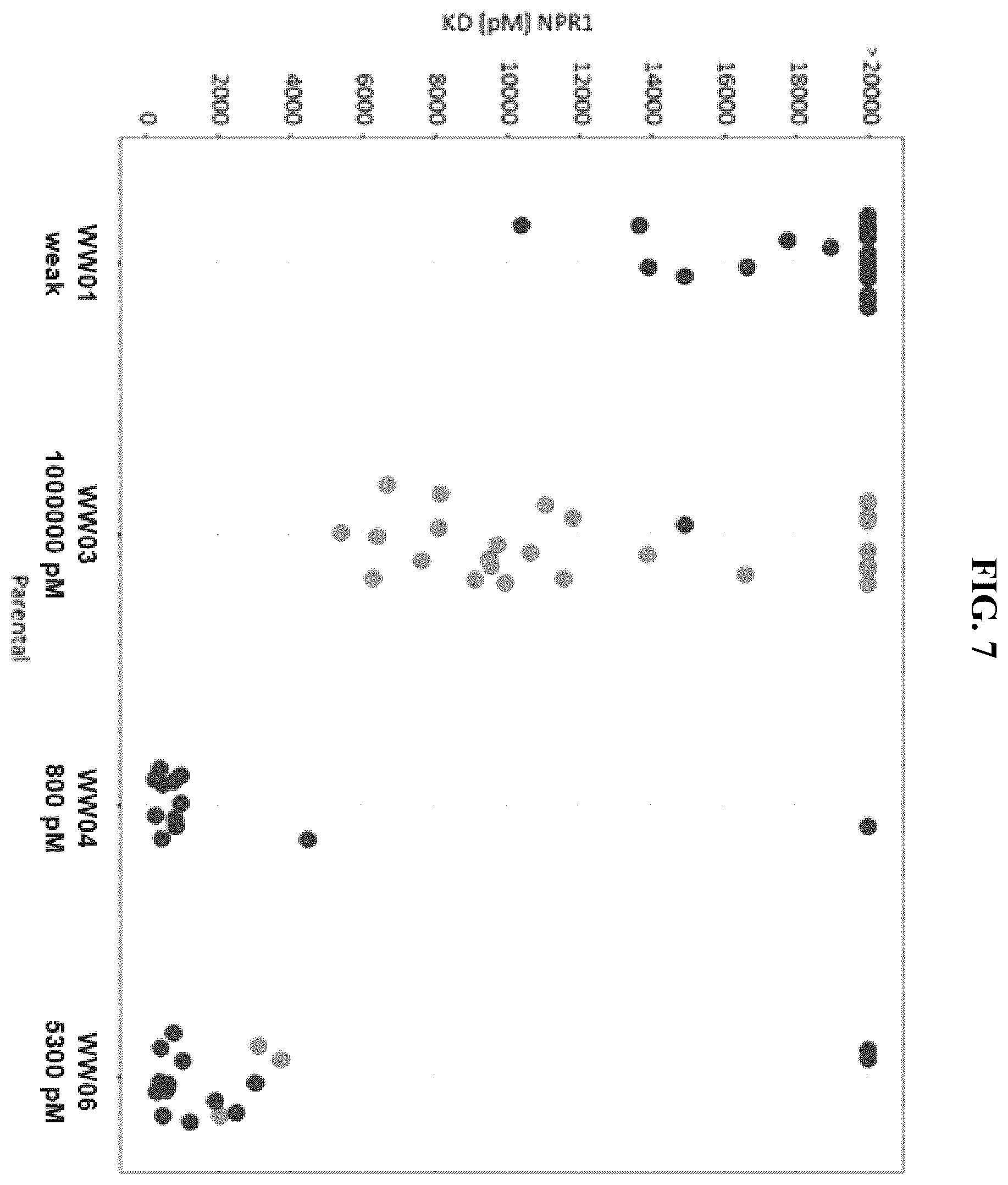 Patent US12410255 Figure 7 – Natriuretic peptide receptor 1 antibodies and methods of use