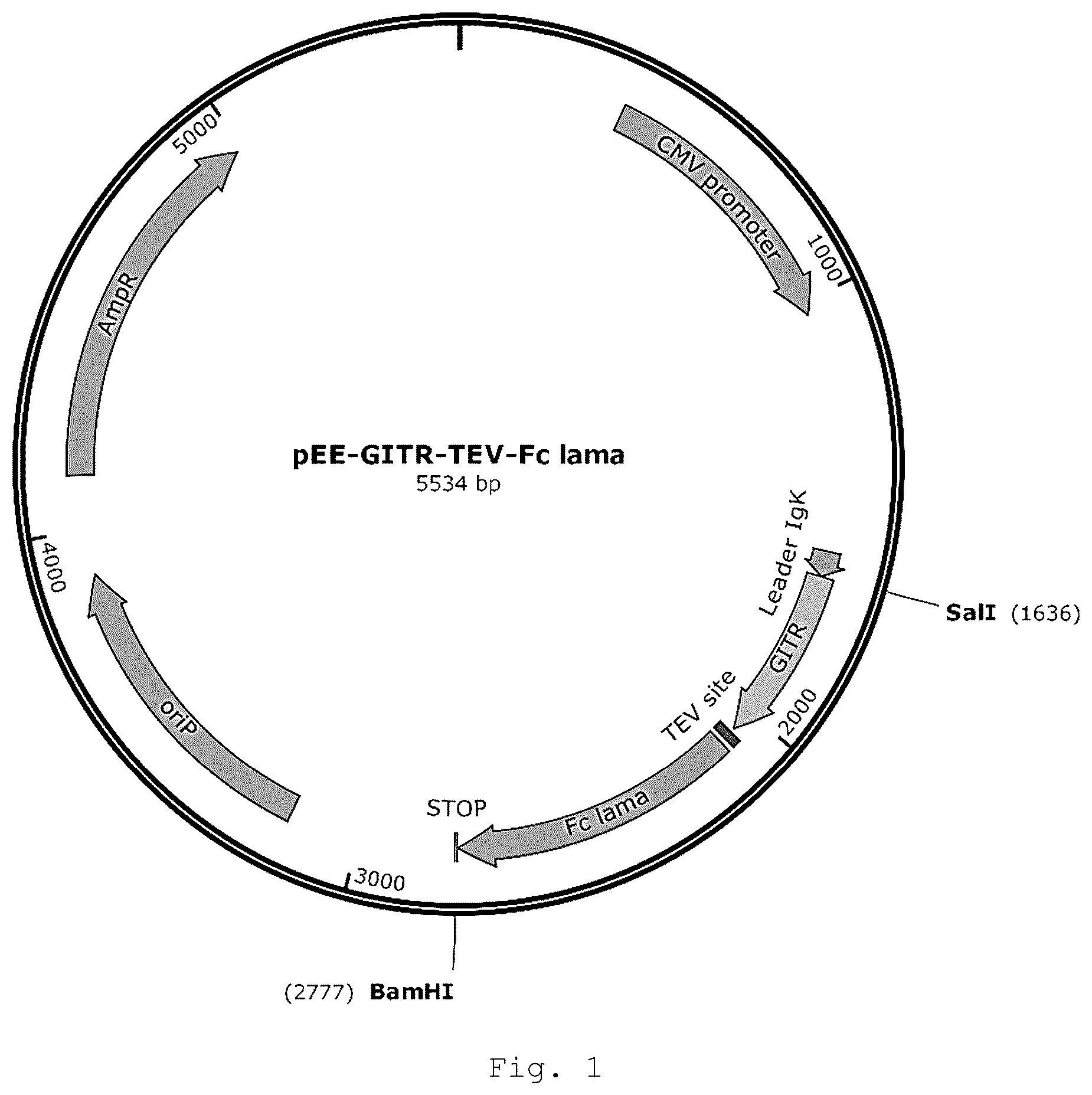 Patent US12410257 Figure 1 – Monoclonal antibody that binds specifically to GITR