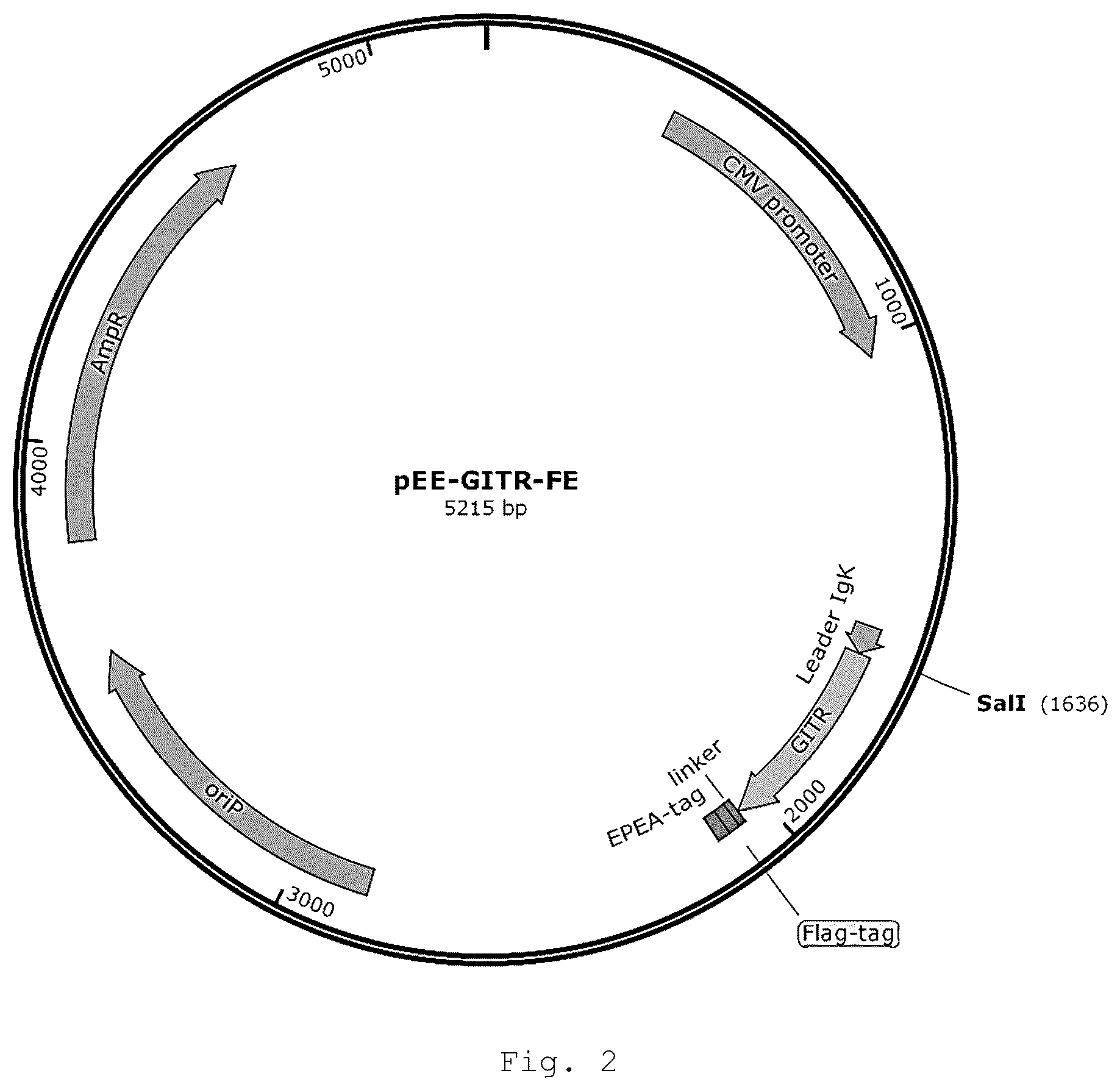Patent US12410257 Figure 2 – Monoclonal antibody that binds specifically to GITR
