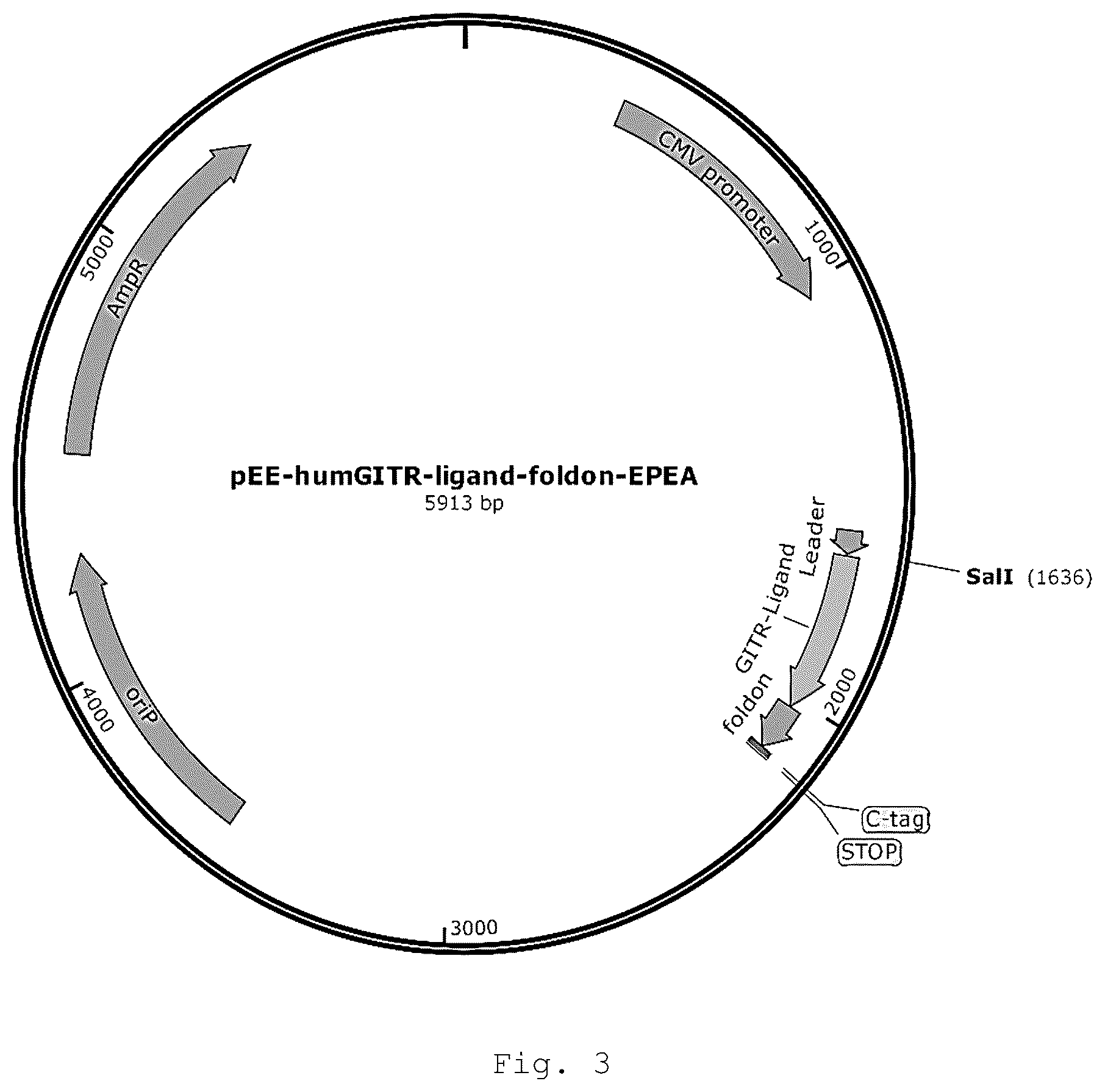 Patent US12410257 Figure 3 – Monoclonal antibody that binds specifically to GITR