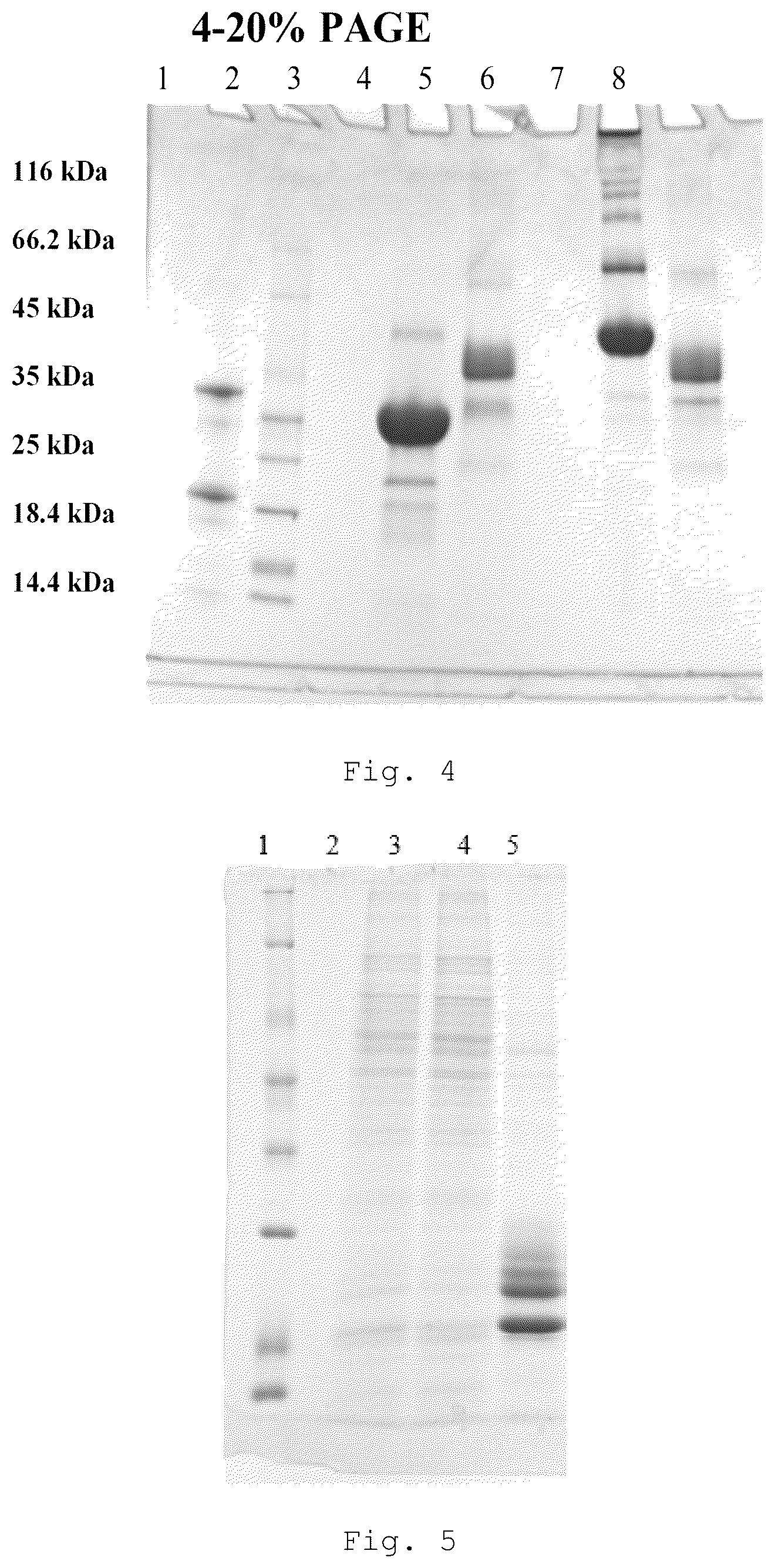 Patent US12410257 Figure 4 – Monoclonal antibody that binds specifically to GITR