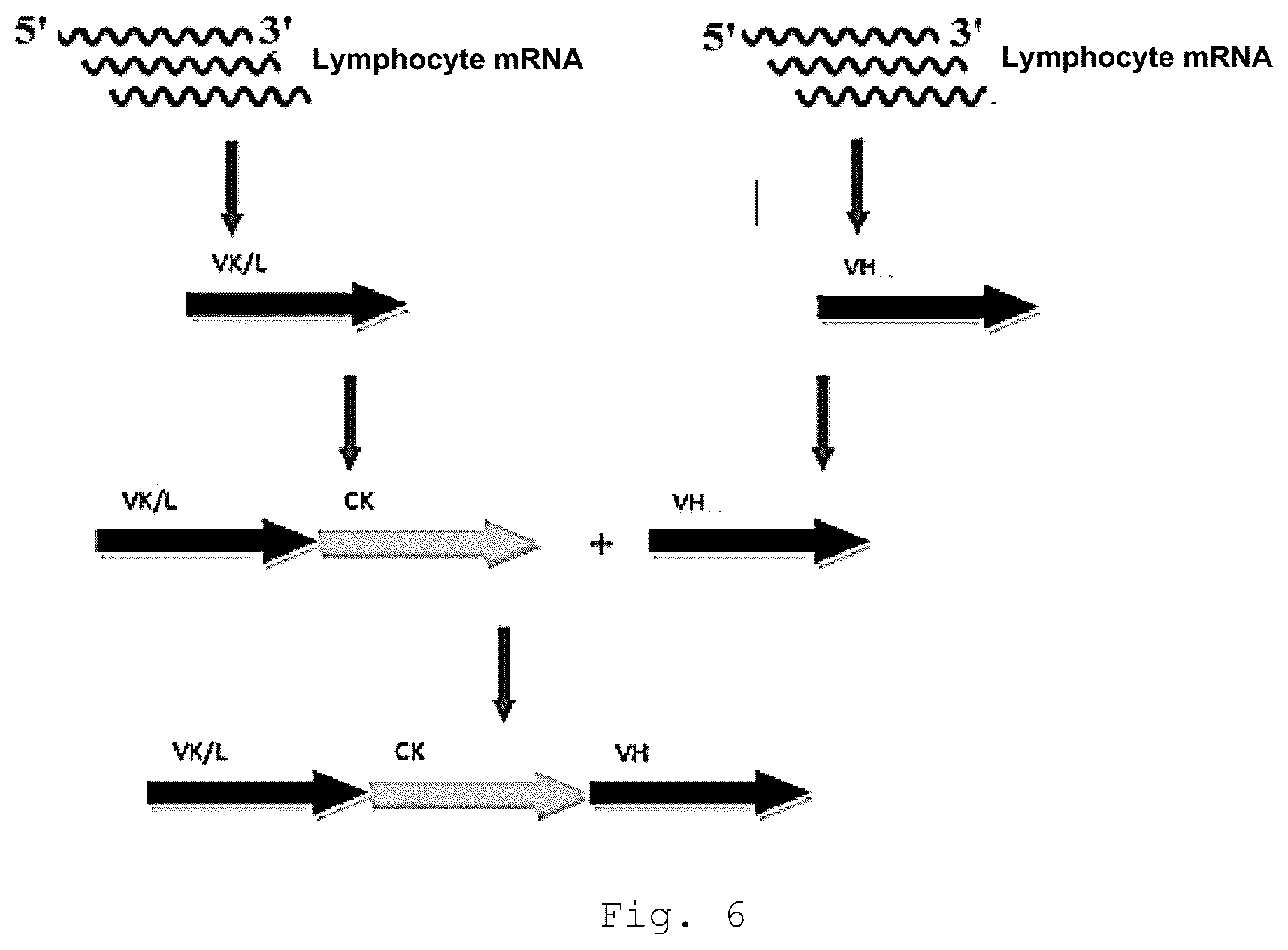 Patent US12410257 Figure 5 – Monoclonal antibody that binds specifically to GITR