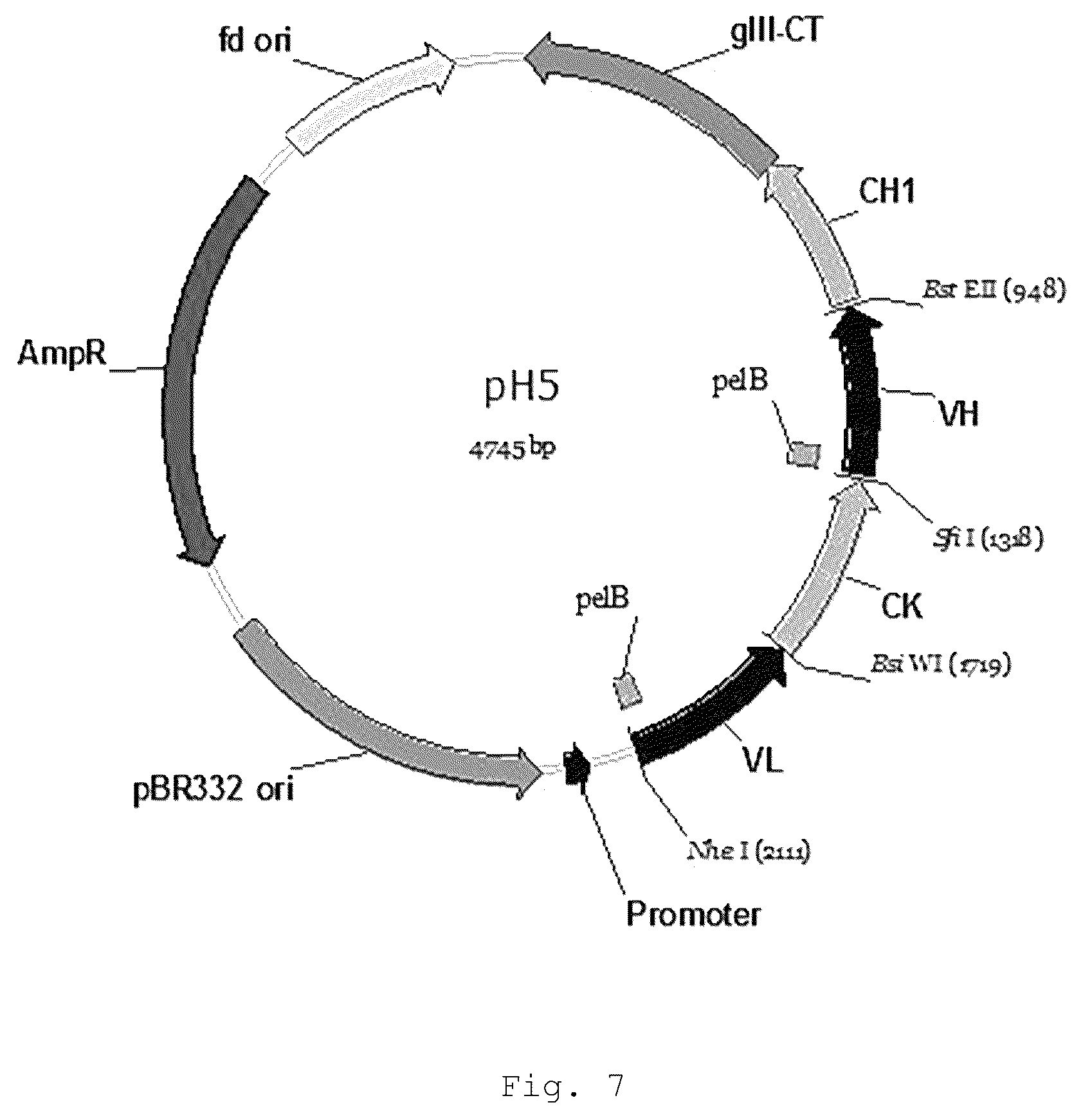 Patent US12410257 Figure 6 – Monoclonal antibody that binds specifically to GITR