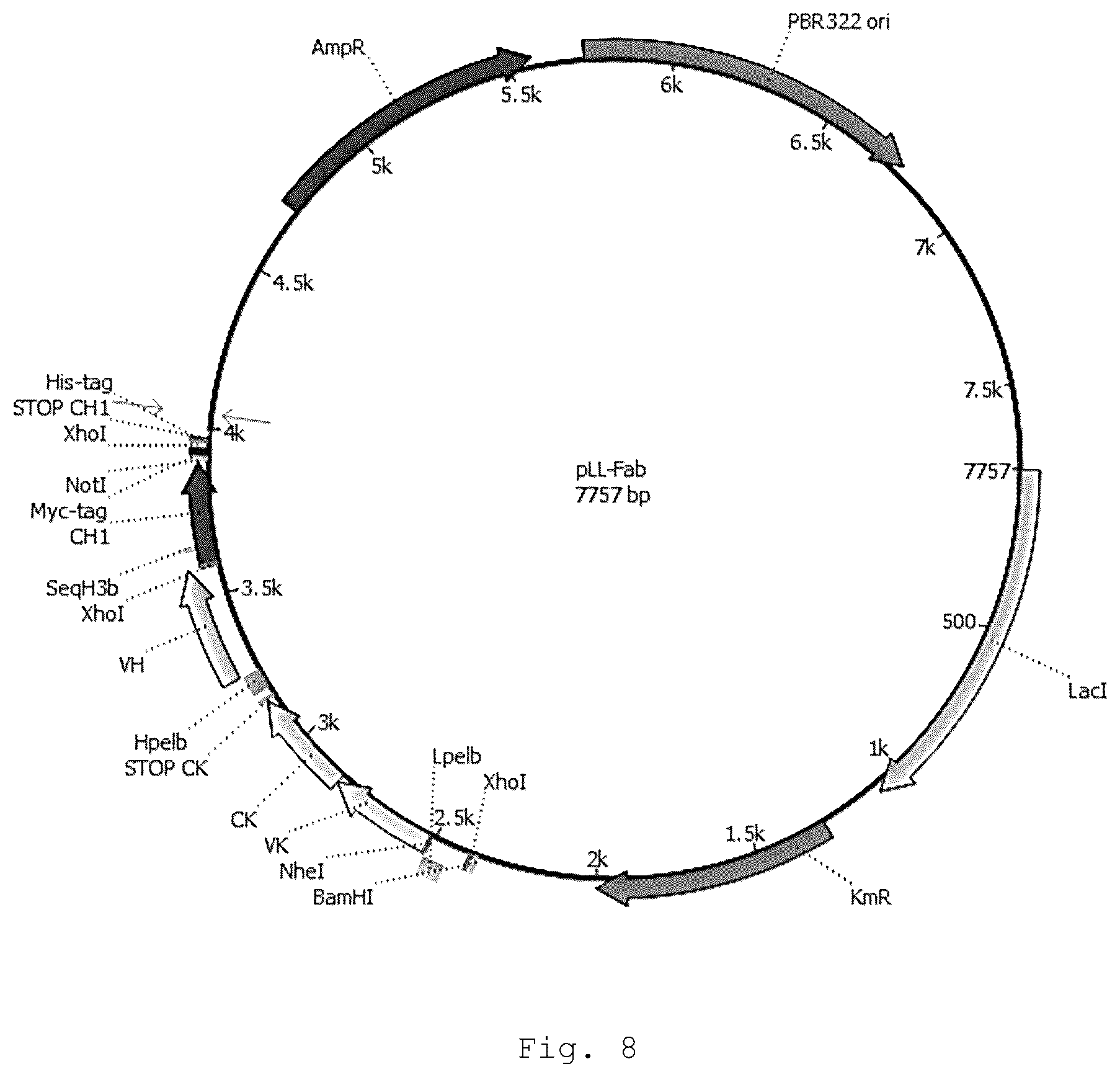 Patent US12410257 Figure 7 – Monoclonal antibody that binds specifically to GITR