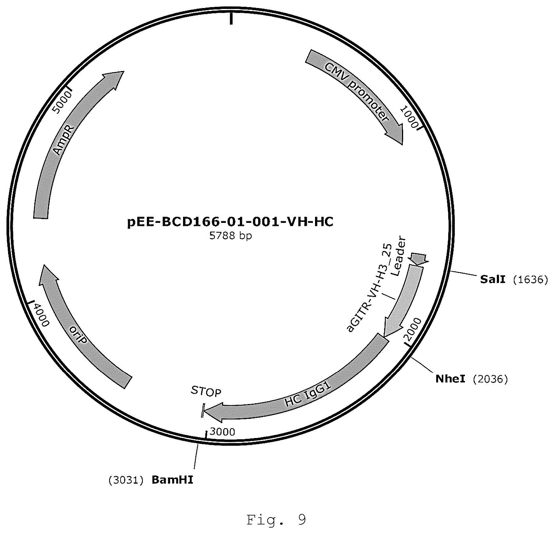 Patent US12410257 Figure 8 – Monoclonal antibody that binds specifically to GITR
