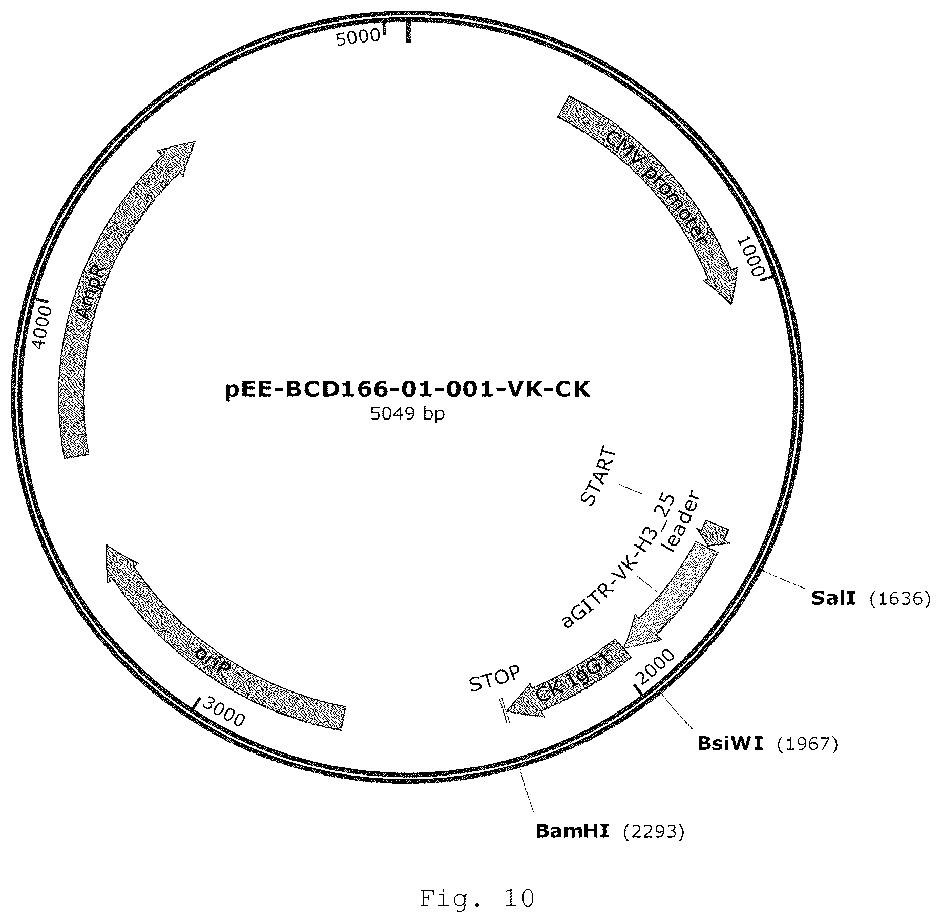 Patent US12410257 Figure 9 – Monoclonal antibody that binds specifically to GITR