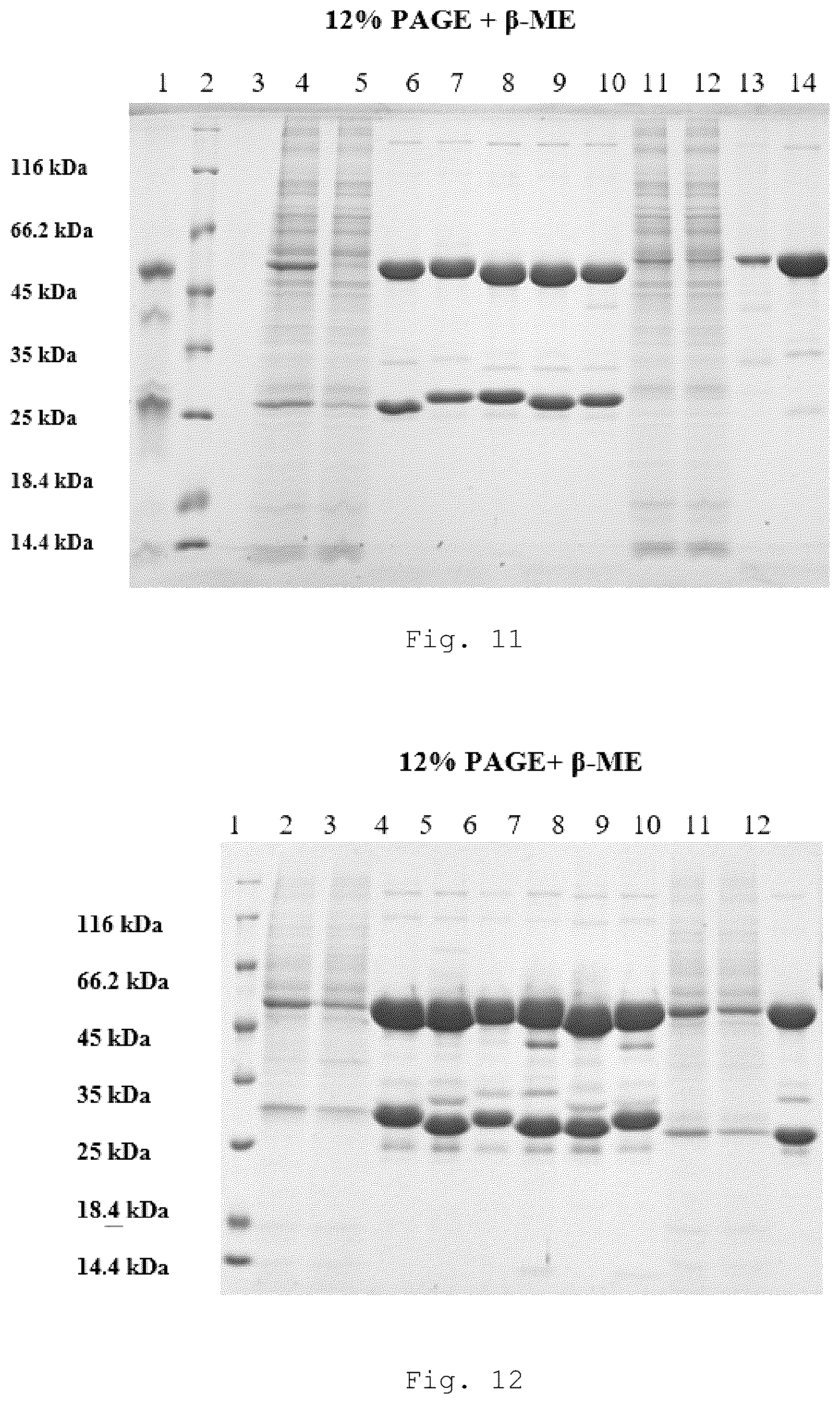 Patent US12410257 Figure 10 – Monoclonal antibody that binds specifically to GITR