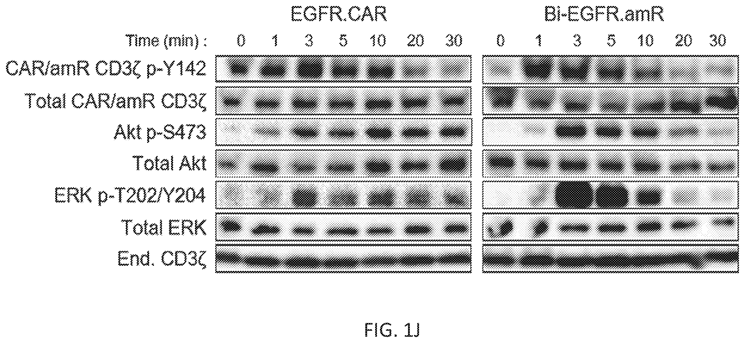Patent US12410260 Figure 4 – Highly modular biepitopic and bispecific CAR-T cells for cancer immunotherapy