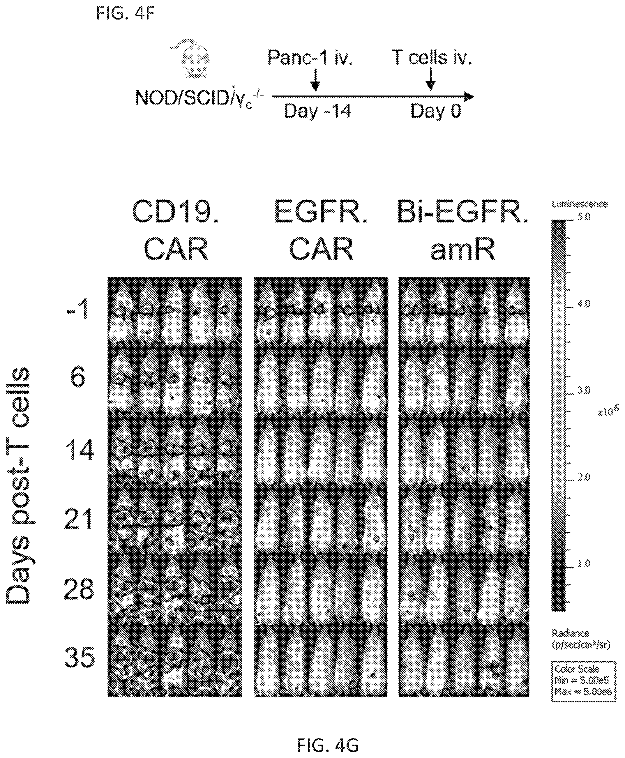 Patent US12410260 Figure 11 – Highly modular biepitopic and bispecific CAR-T cells for cancer immunotherapy